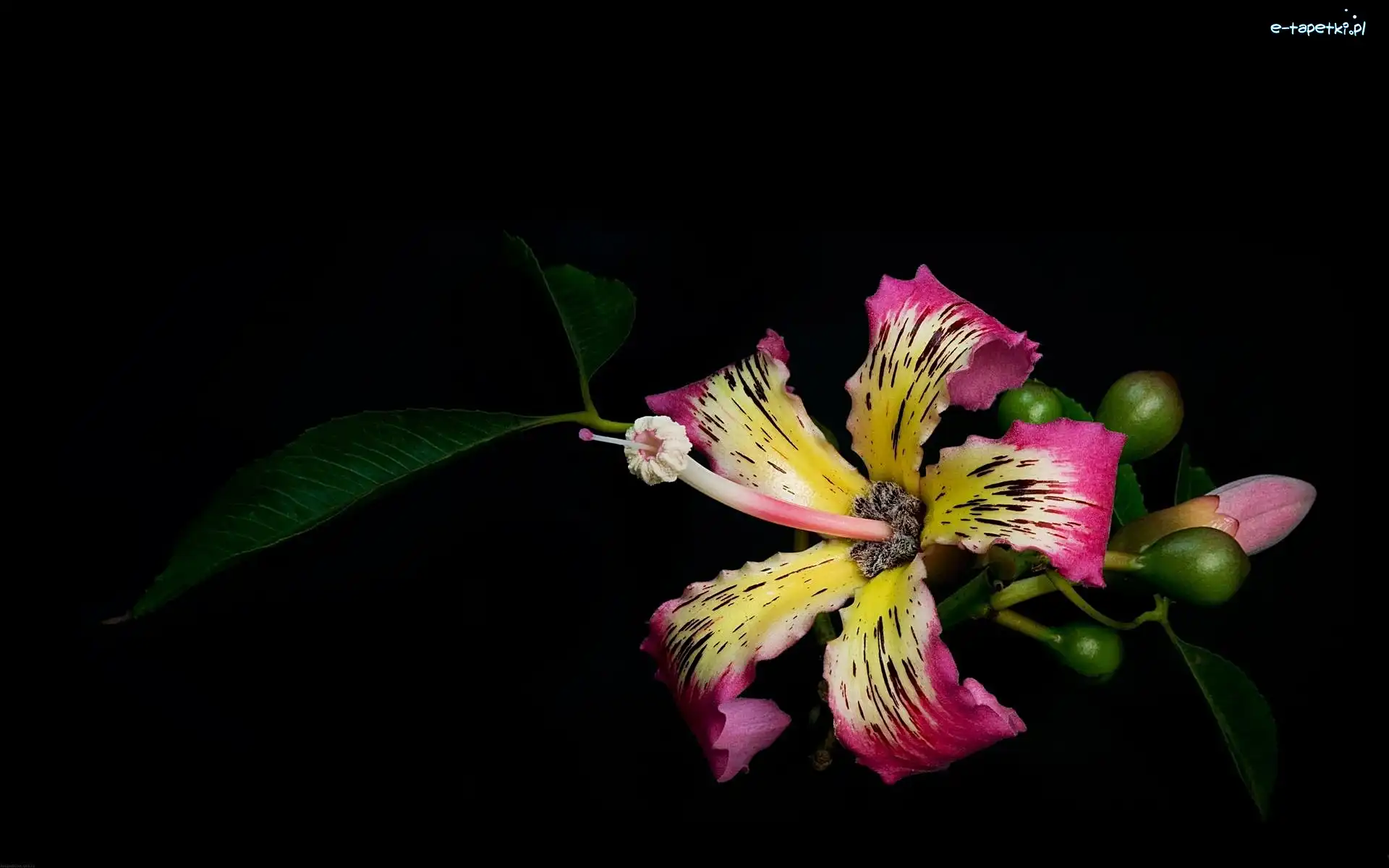 Hibiskus, Tło, Czarne, Kwiaty