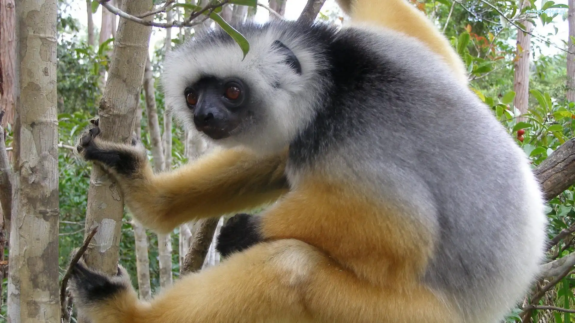 Na, Oczy, Drzewie, Lemur