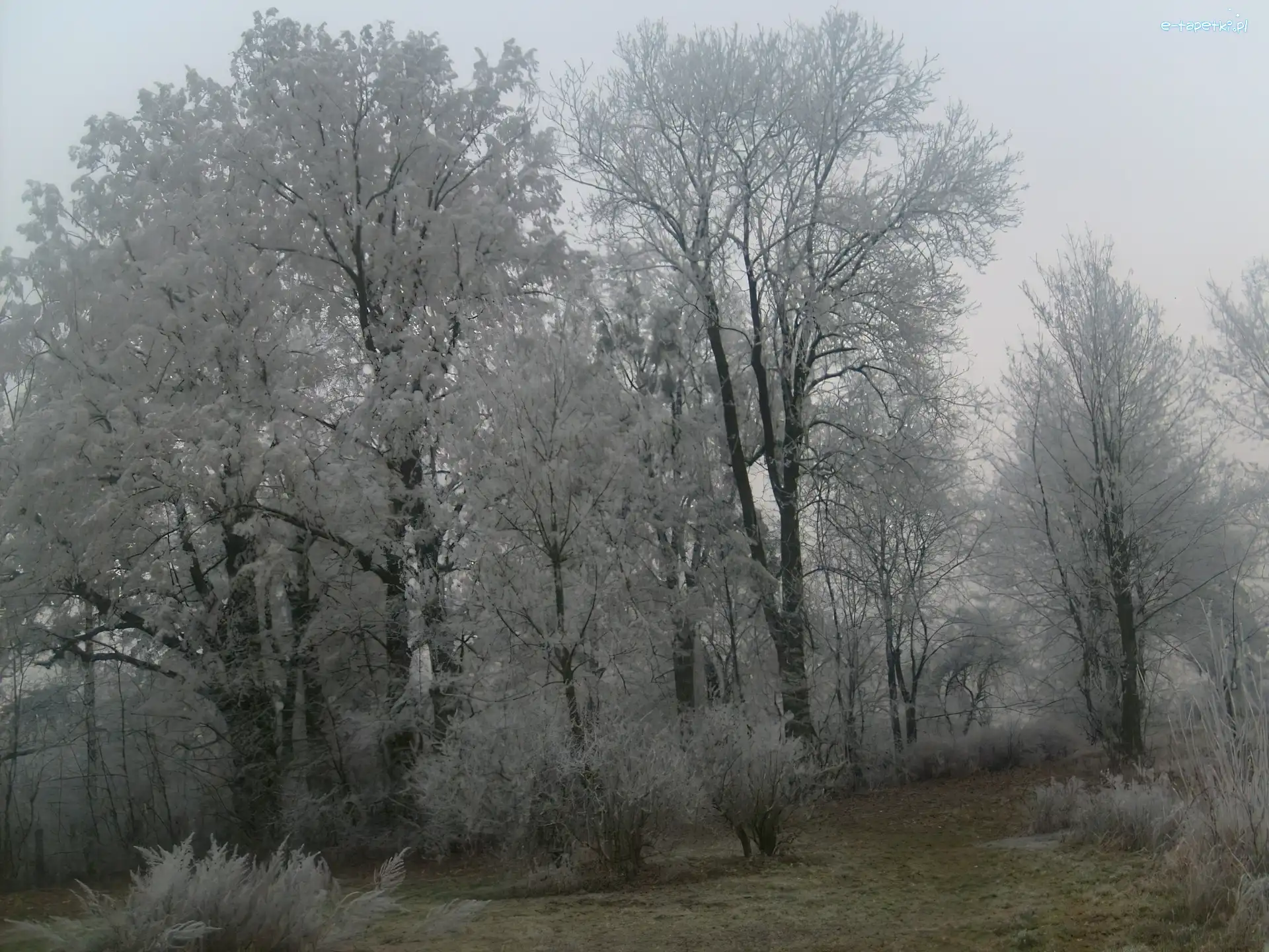 Zima, Drzewa, Białe