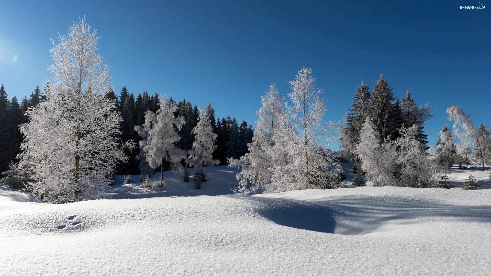 Zima, Las