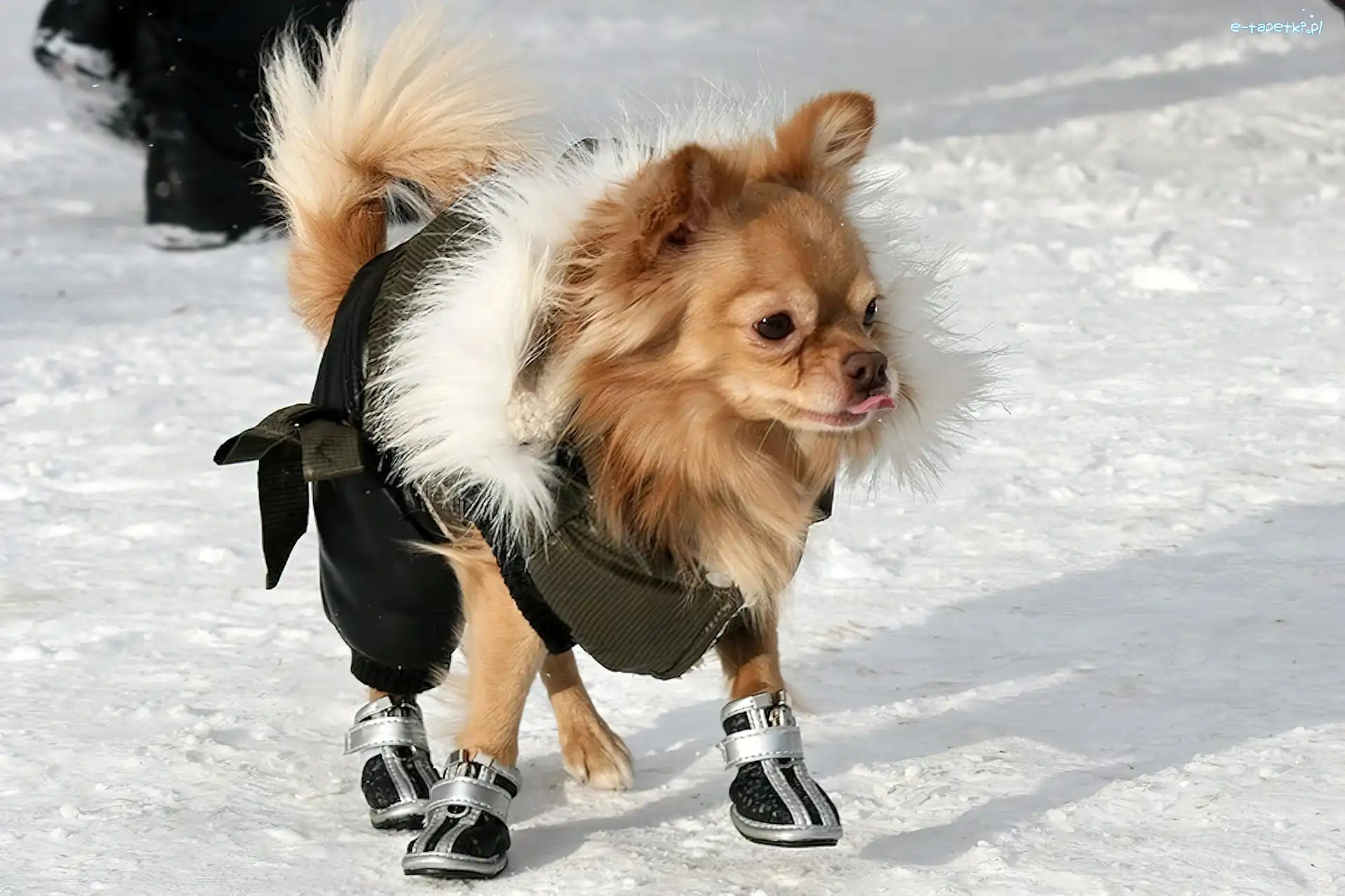Buty, Chihuahua długowłosa, Śnieg, Pies