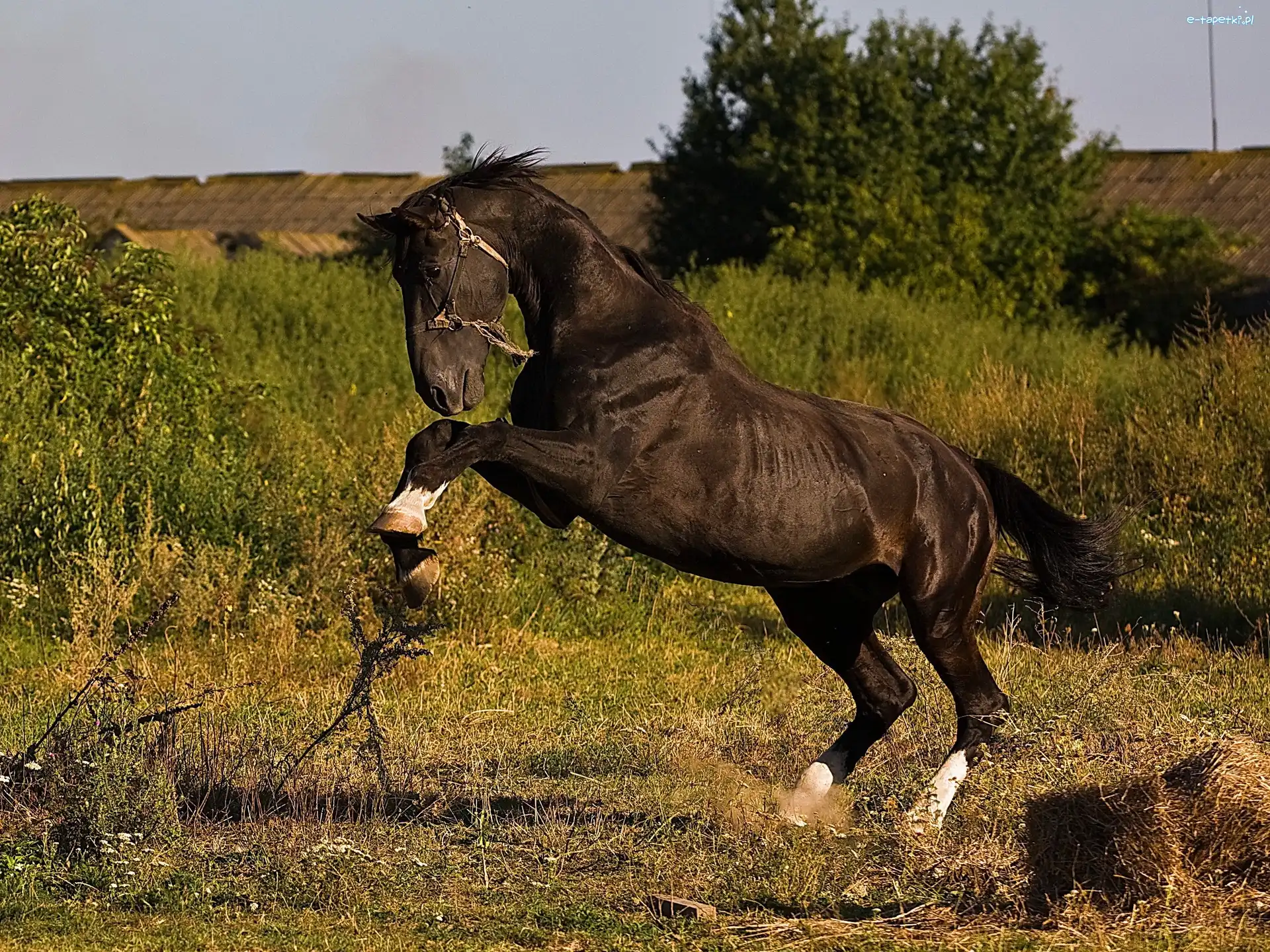 Trawa, Koń, Piękny