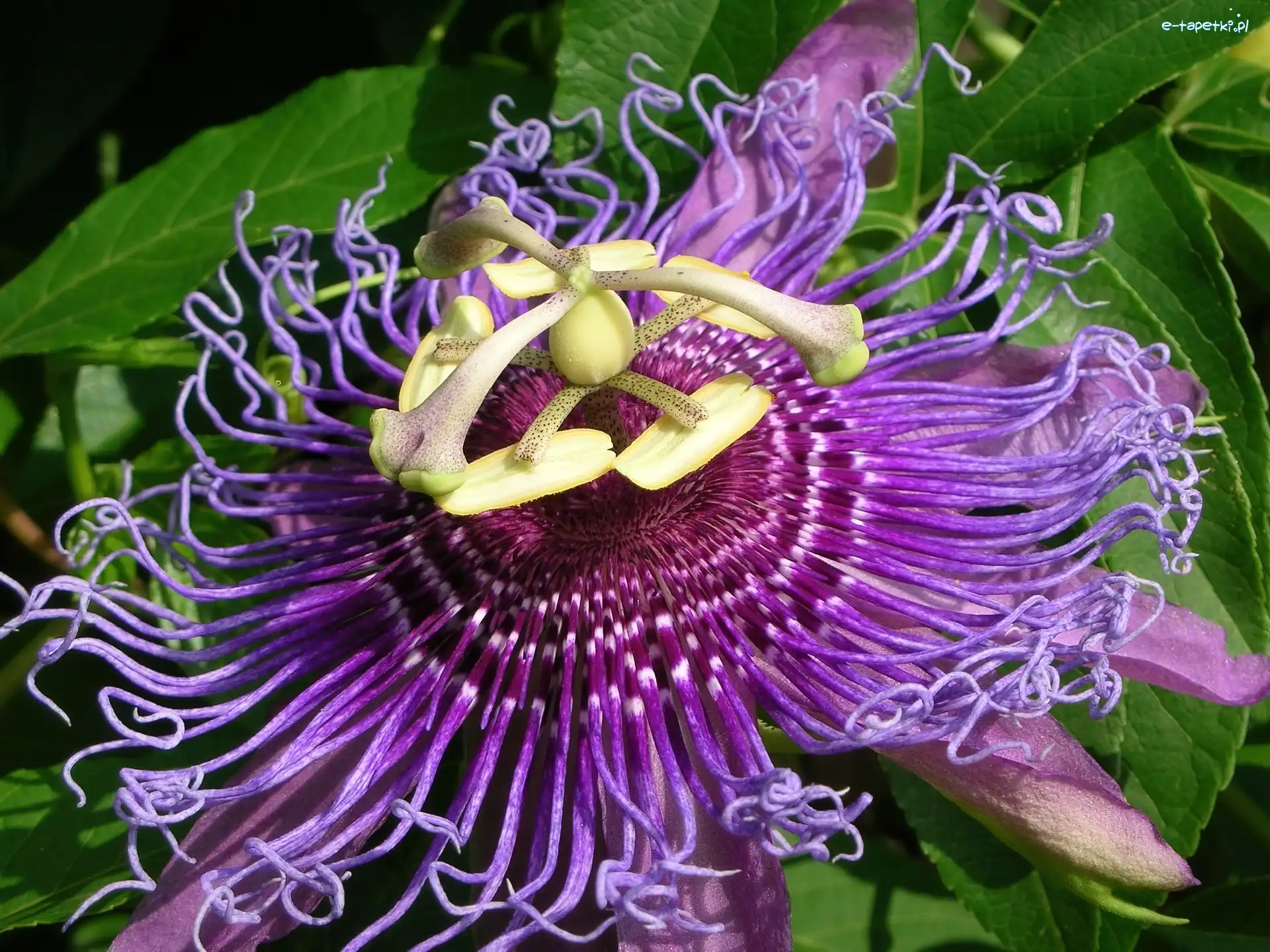 Kwiat, Flower, Passion, Egzotyczny