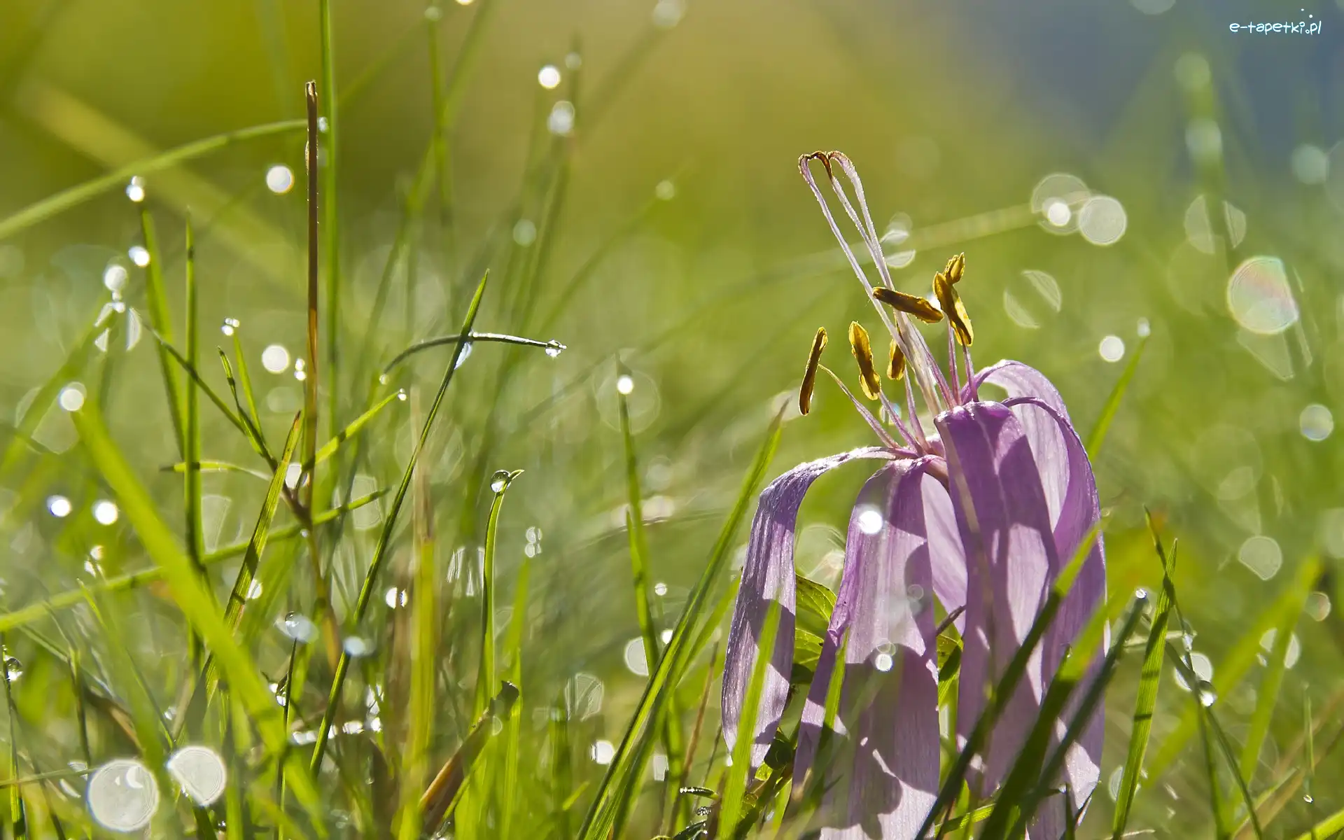 Przekwitnięty, Trawa, Krokus, Wody, Krople