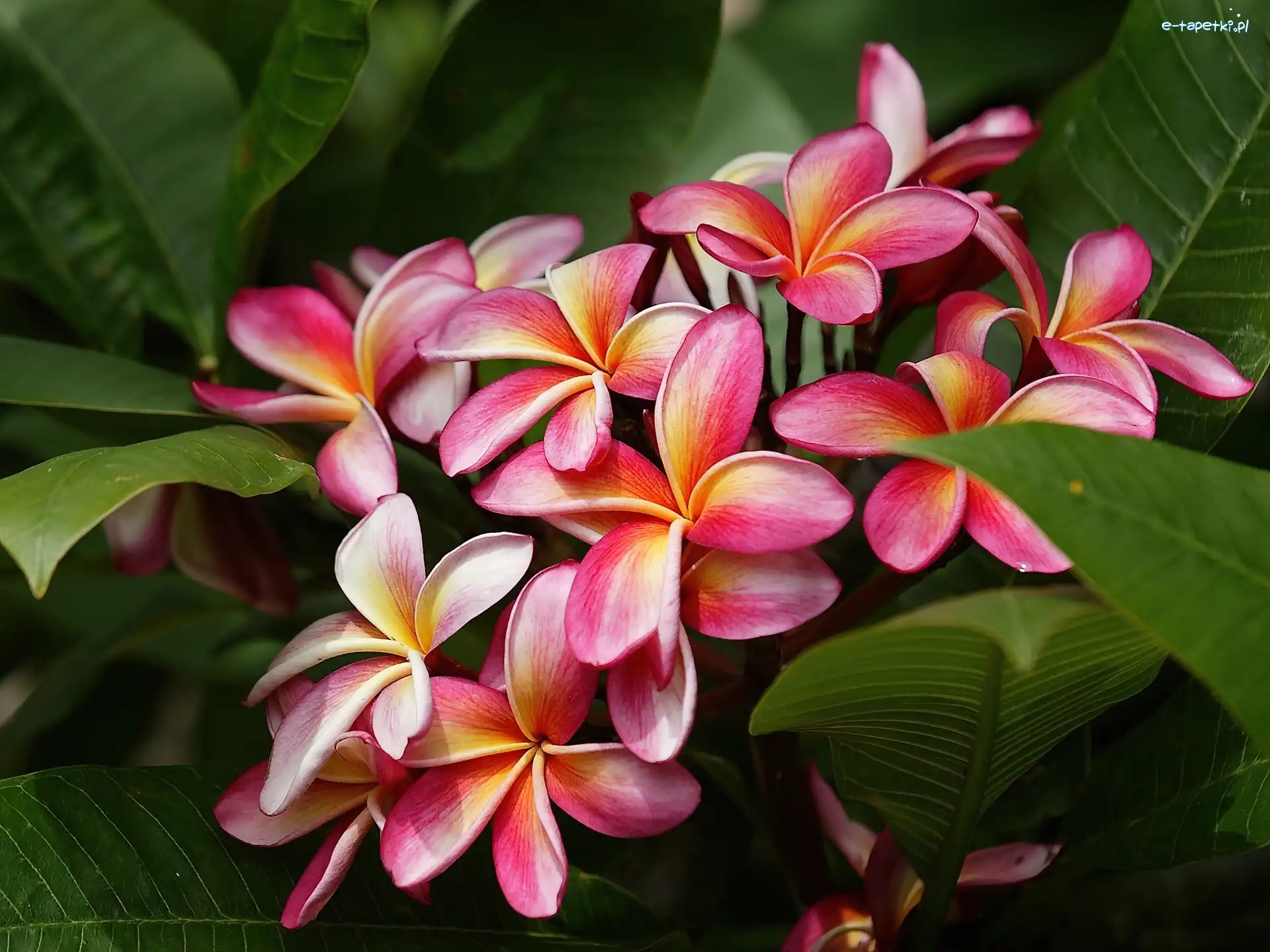 Plumeria, Kwiat