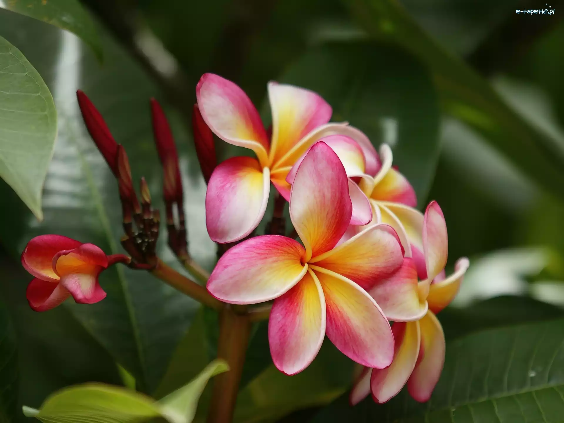 Plumeria, Żółta, Różowo