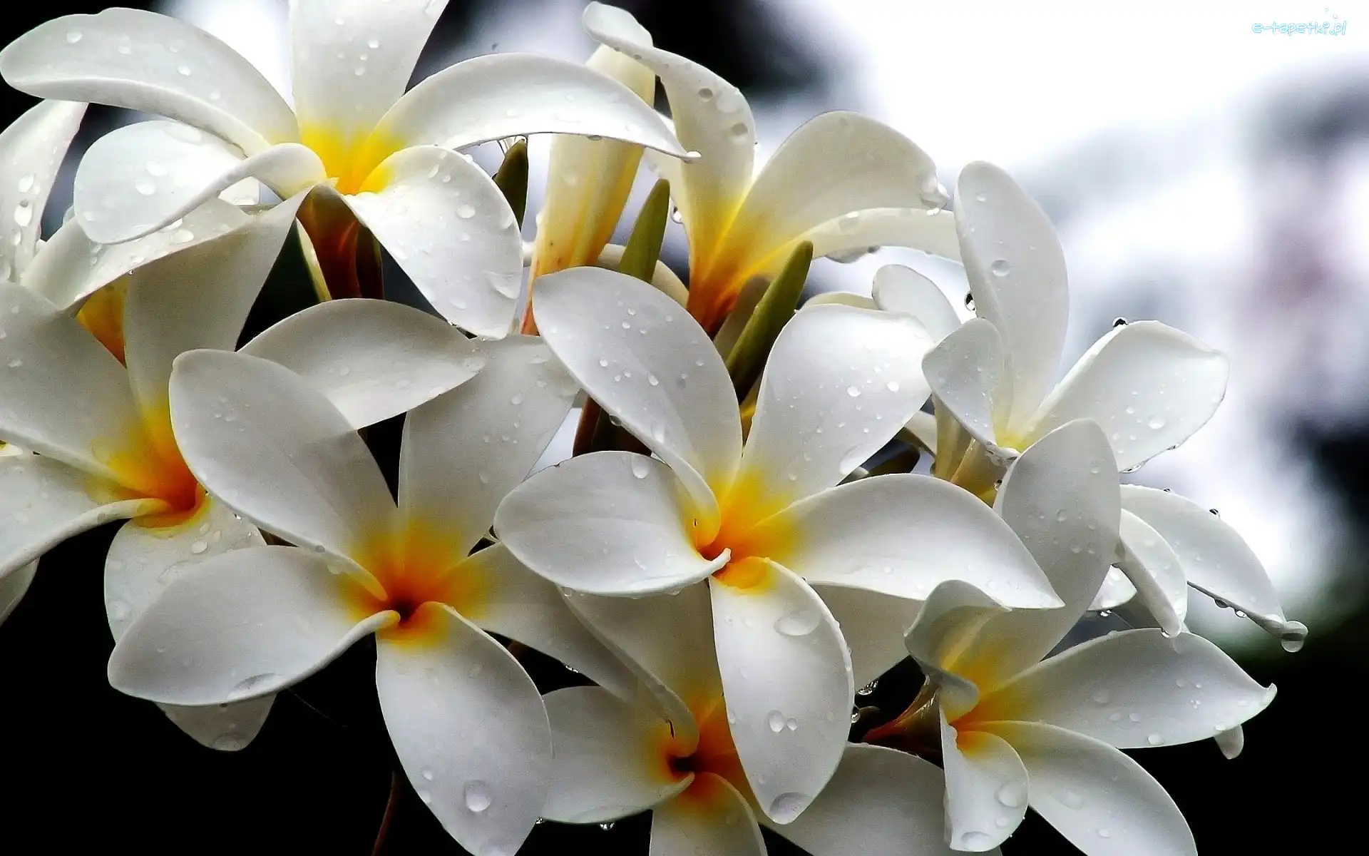 Plumeria, Wody, Krople, Biała