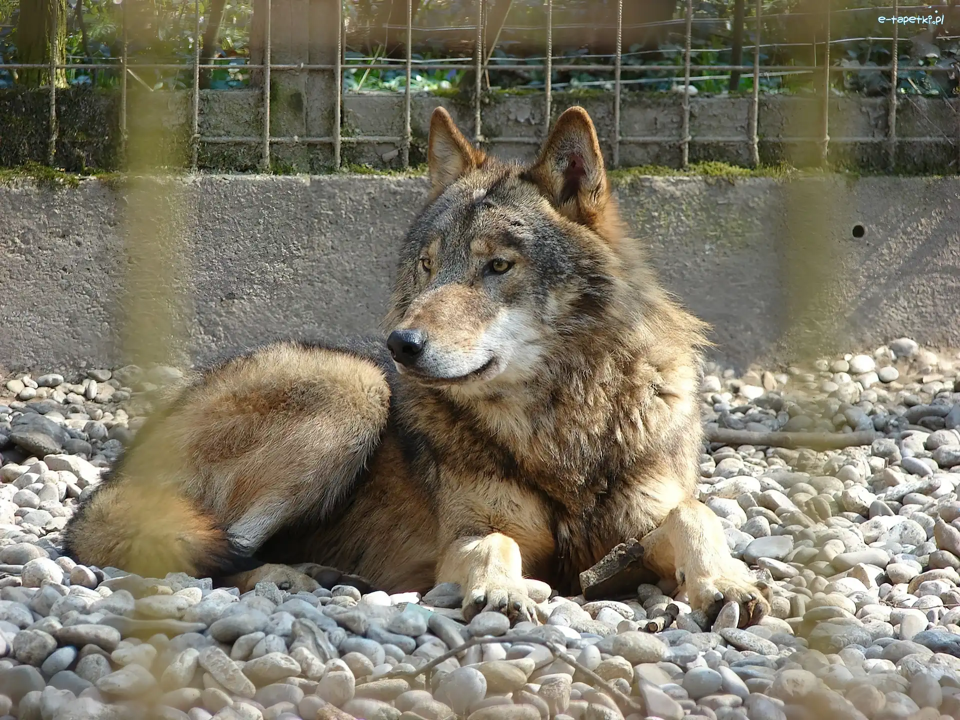 Kamyczki, Wilk