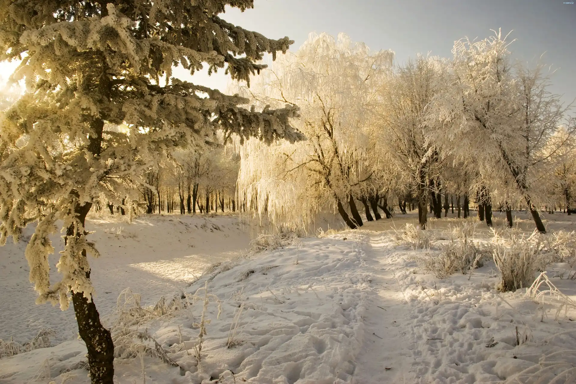Śnieg, Zima, Ścieżka, Drzewa