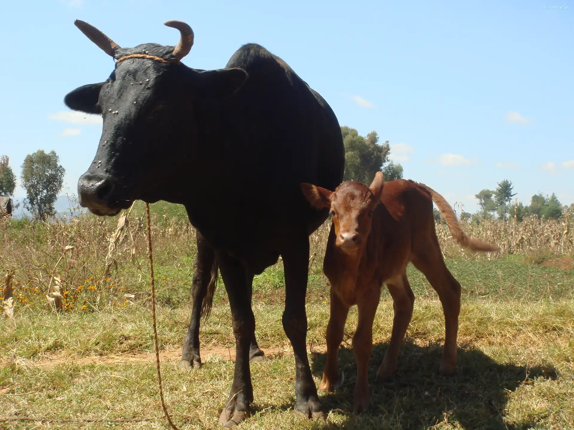 Cielątko, Mama, Zebu