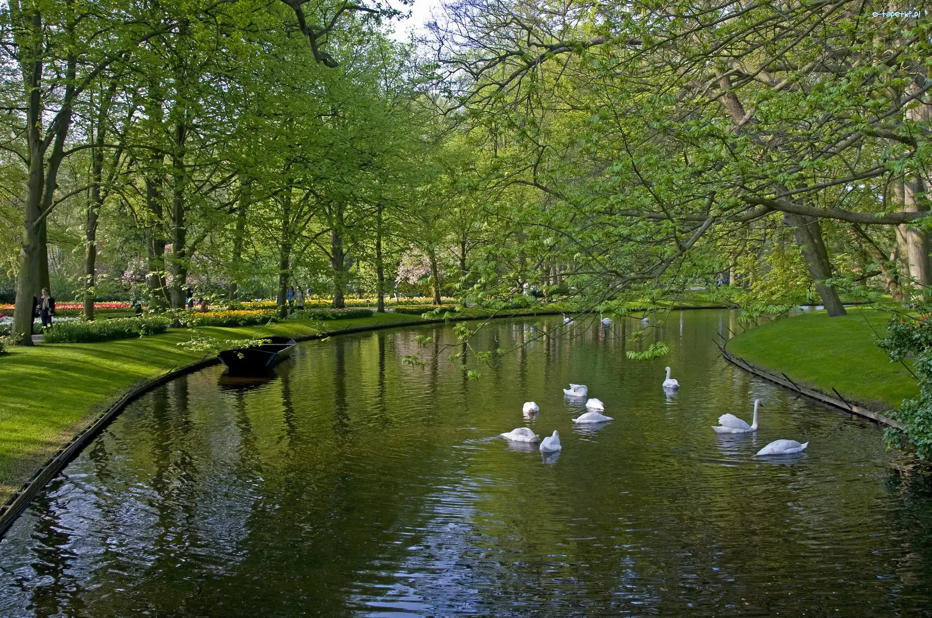 Wiosna, Łabędzie, Rzeka, Park