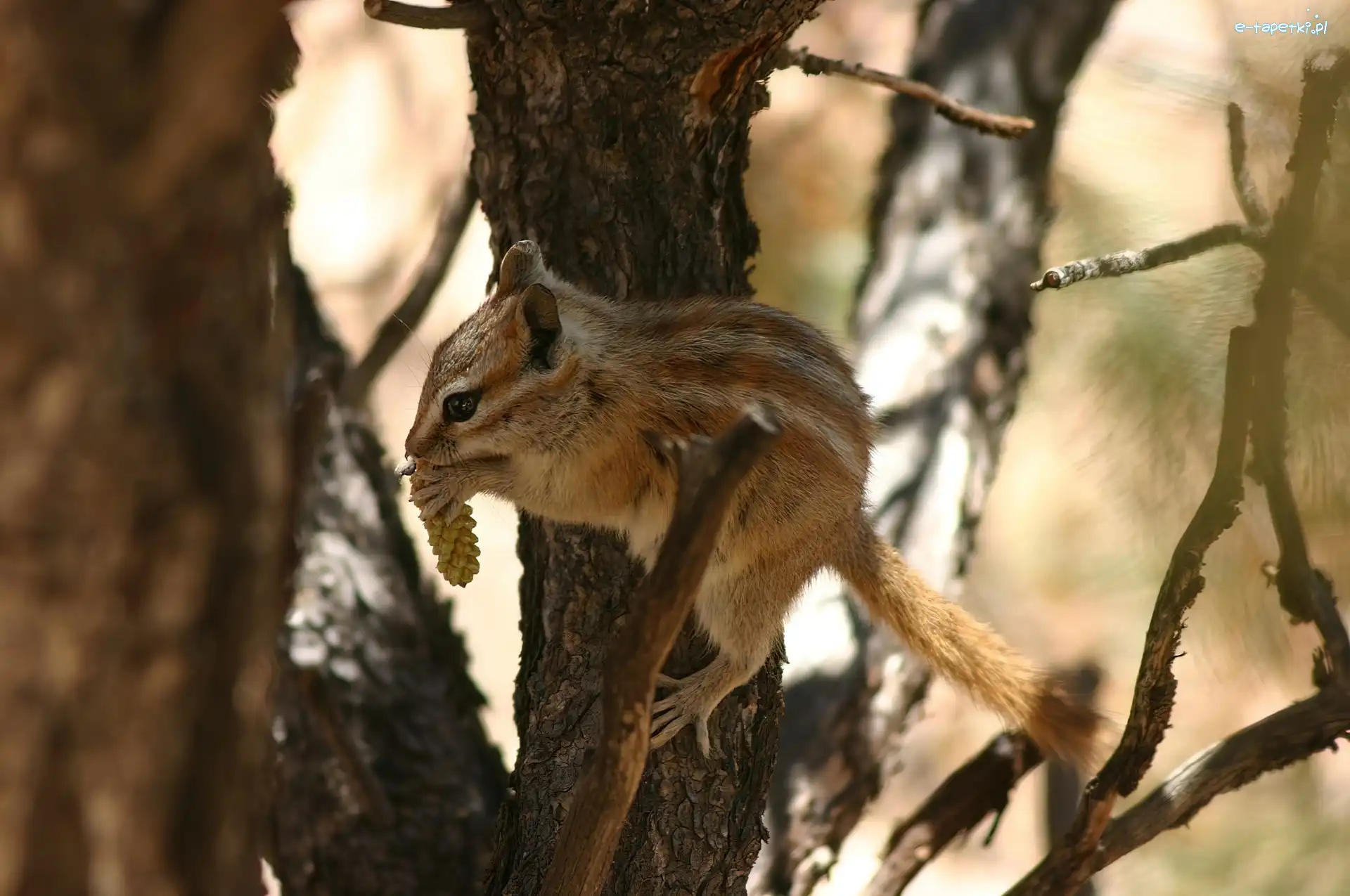 Drzewo, Chipmunk, Wiewiórka