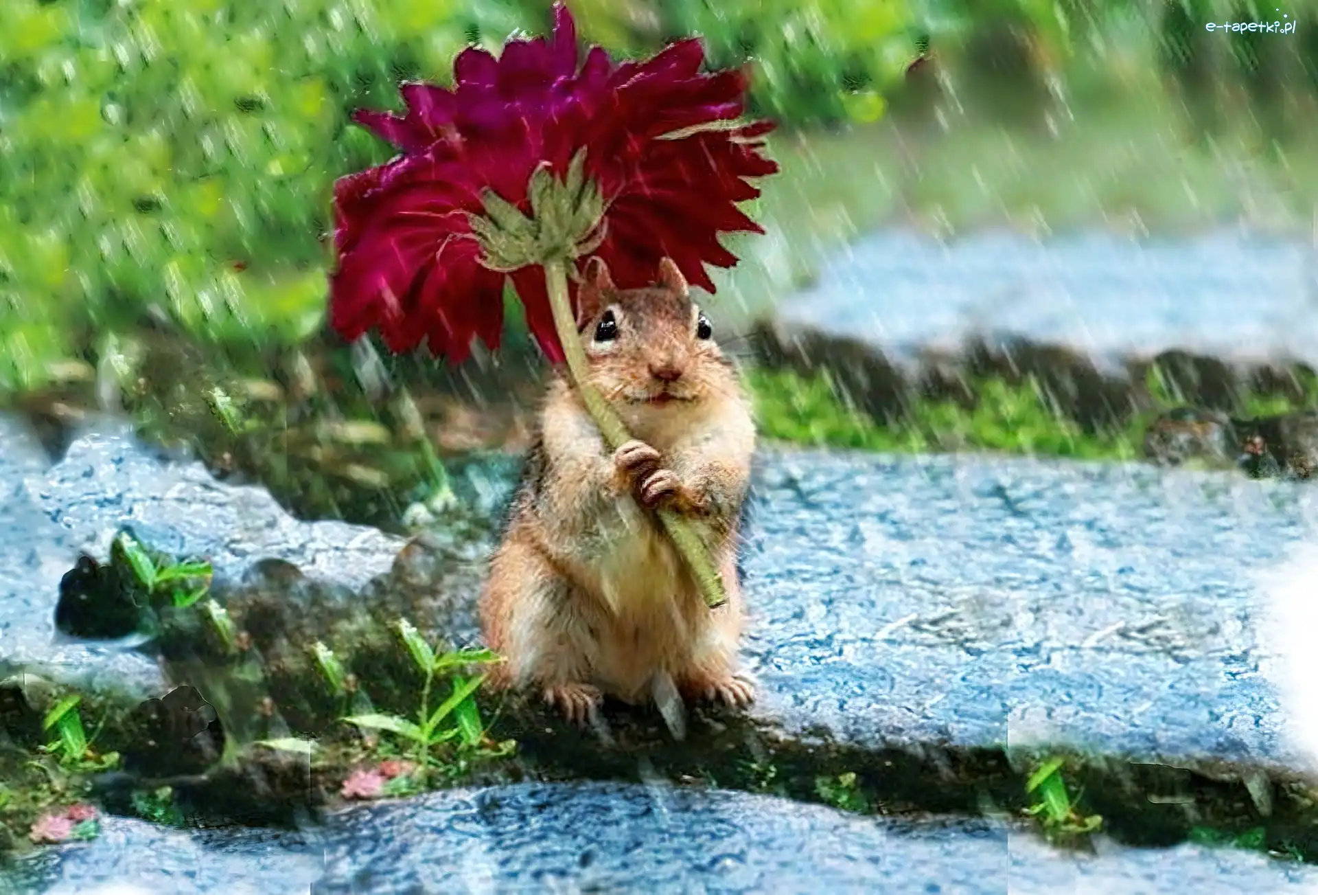 Deszcz, Kwiatek, Chipmunk