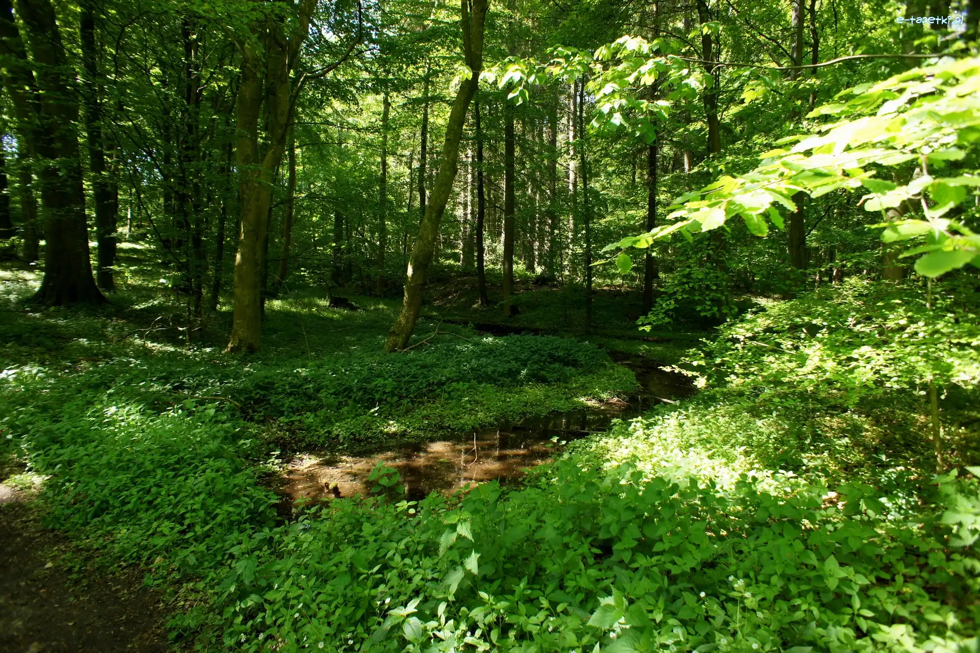 Rośliny, Rzeczka, Las