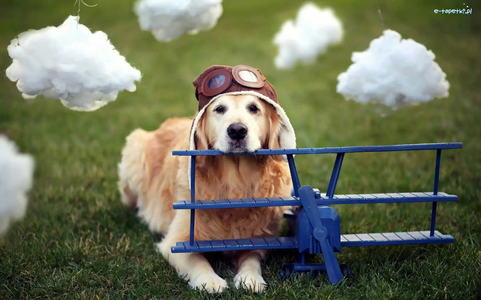 Pies, Chmurki, Pilot, Samolot, Golden Retriever