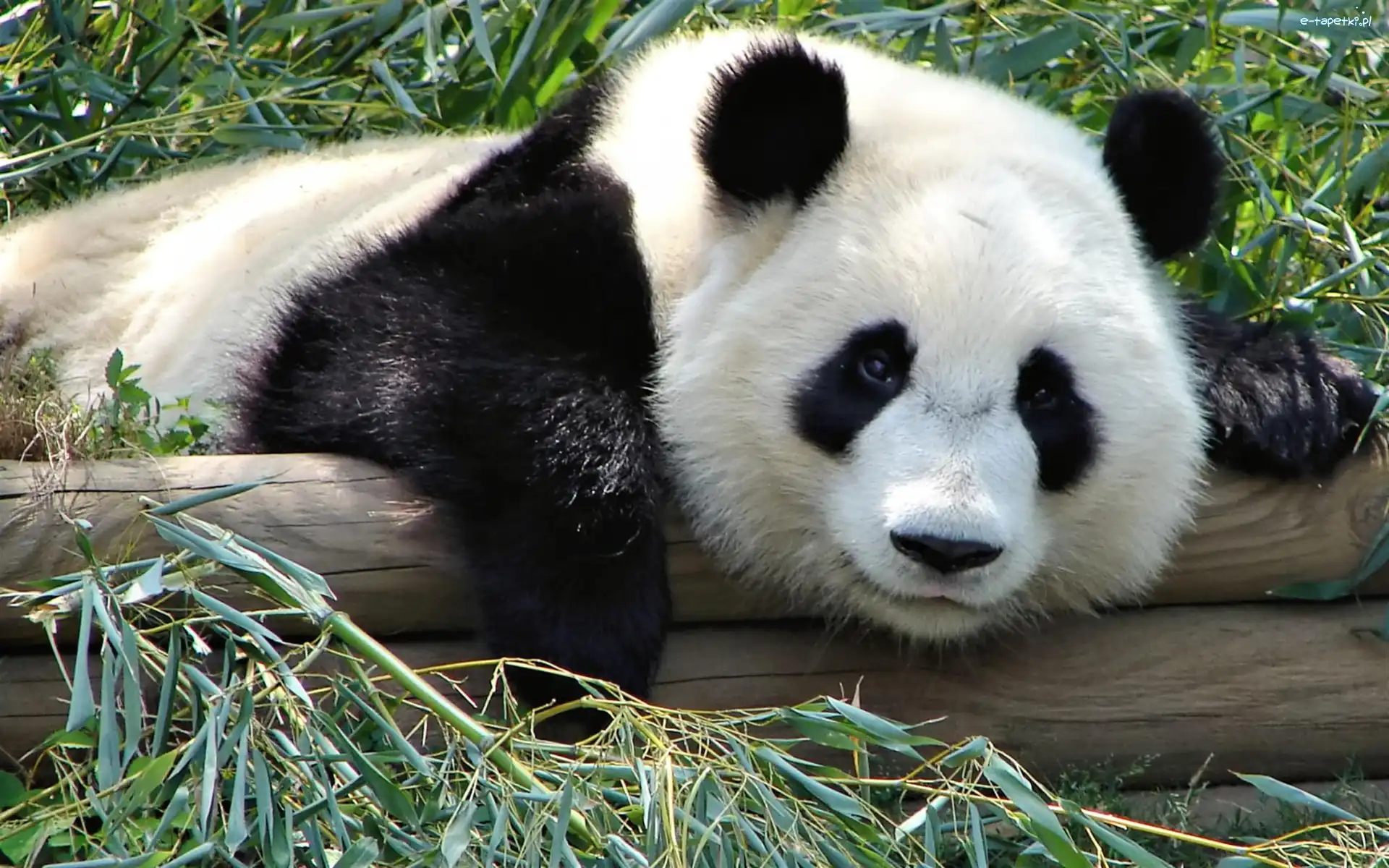 Panda, Belki, Drewniane, Miś