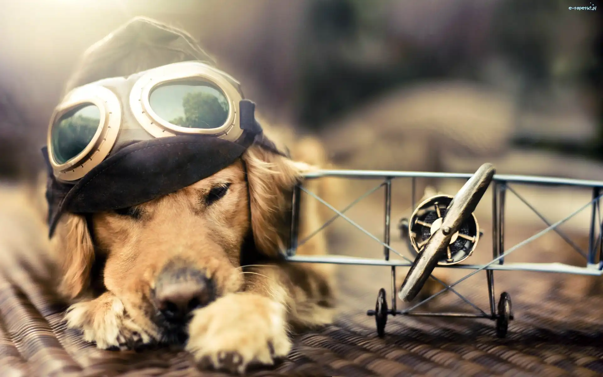 Pies, Gogle, Czapka, Samolocik, Golden retriever