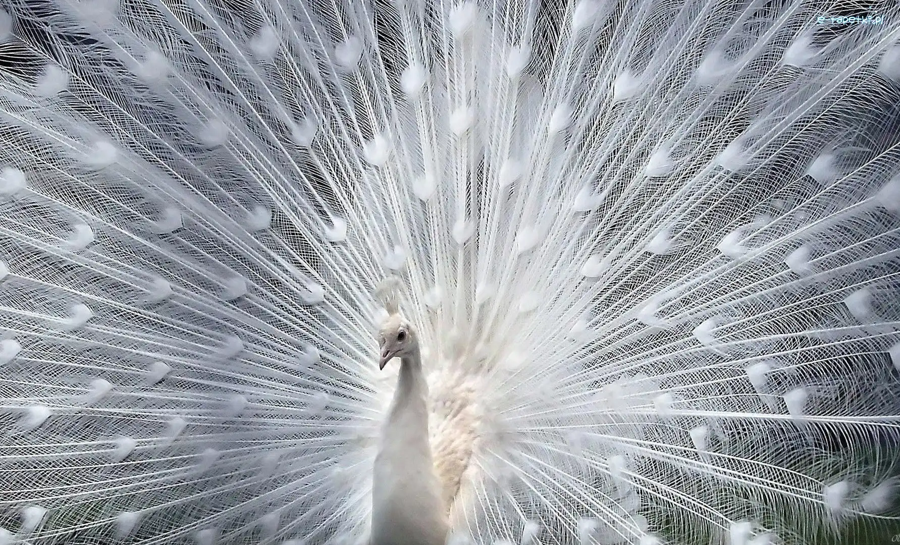 Paw