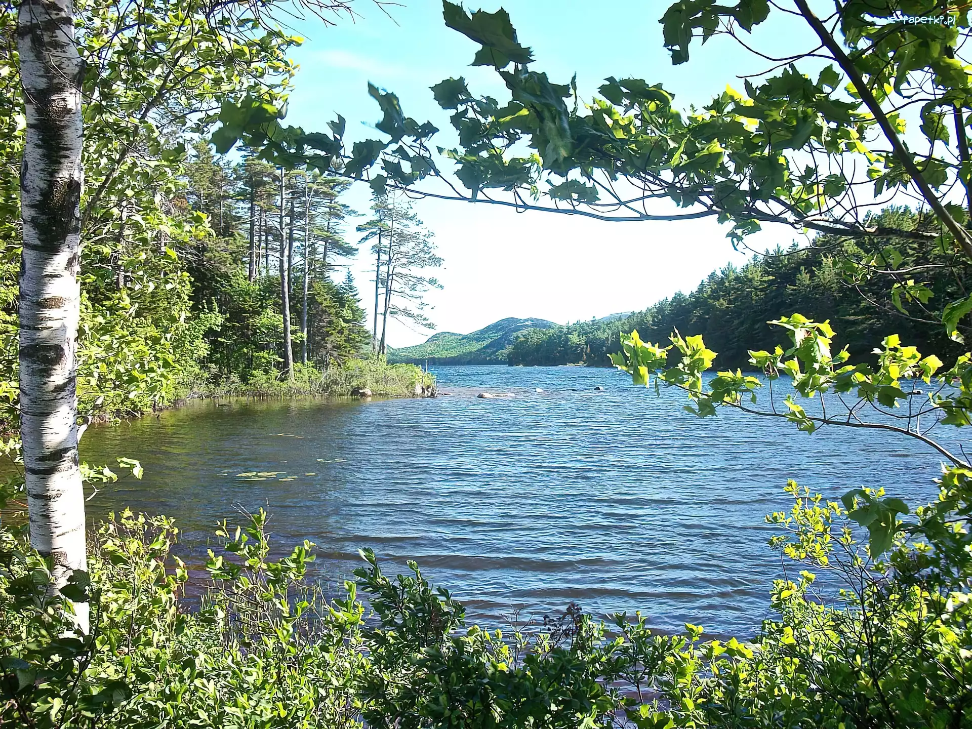 Maine, Drzewa, Jezioro