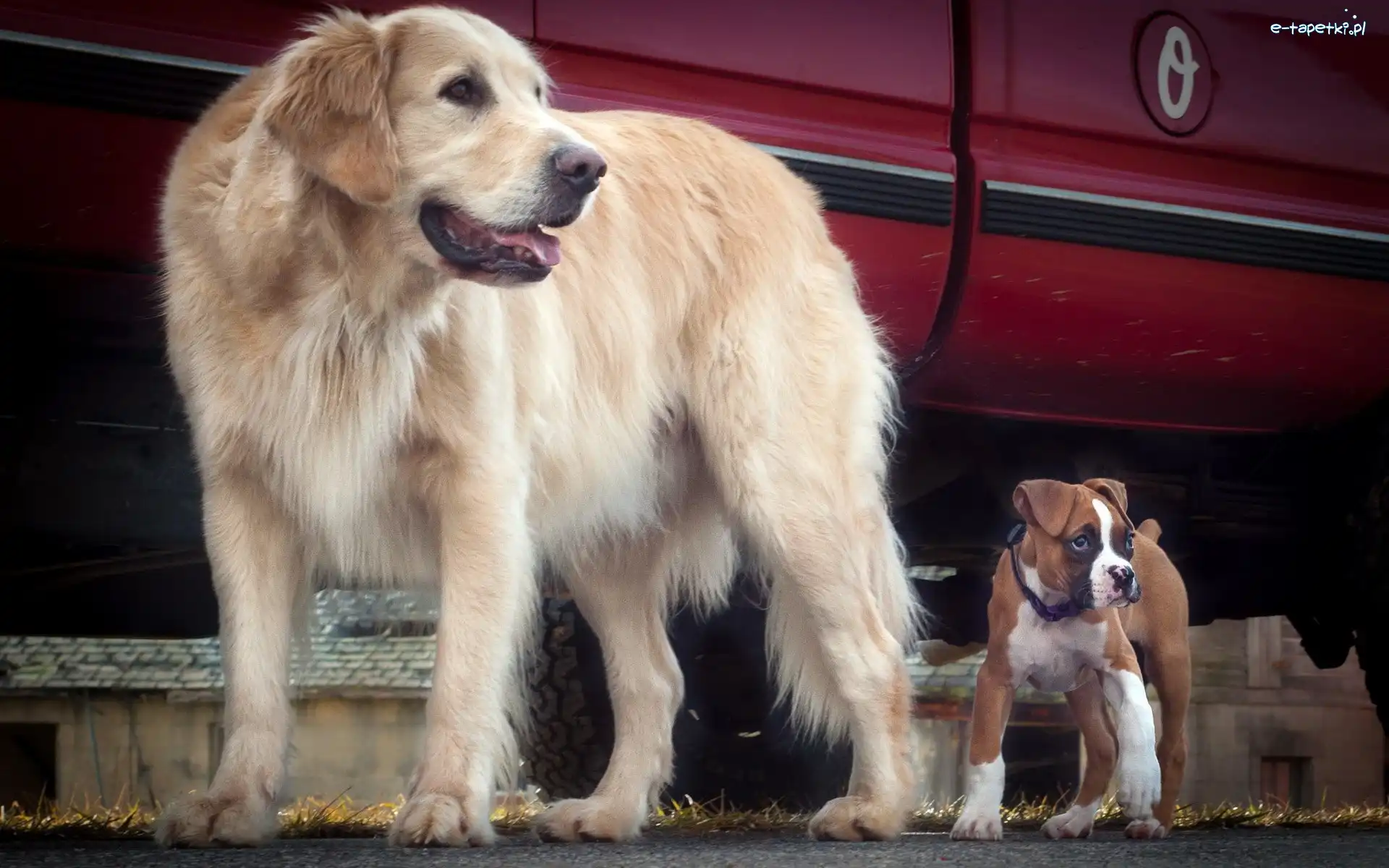 Psy, Golden Retriever, Bokser, Dwa