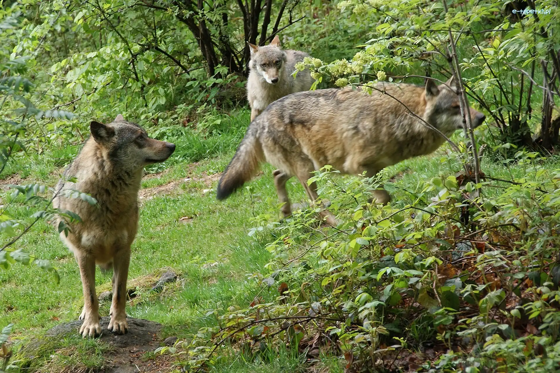Roślinność, Wilki, Szare