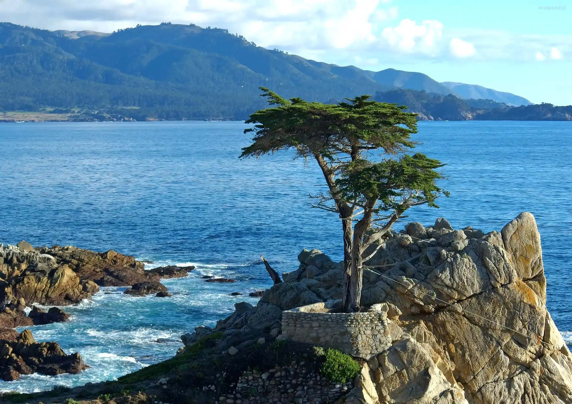 Zatoka Carmel Bay, Pebble Beach, Atrakcja Lone Cypress, Drzewo, Cyprys wielkoszyszkowy, Stany Zjednoczone, Kalifornia, Skała, Morze