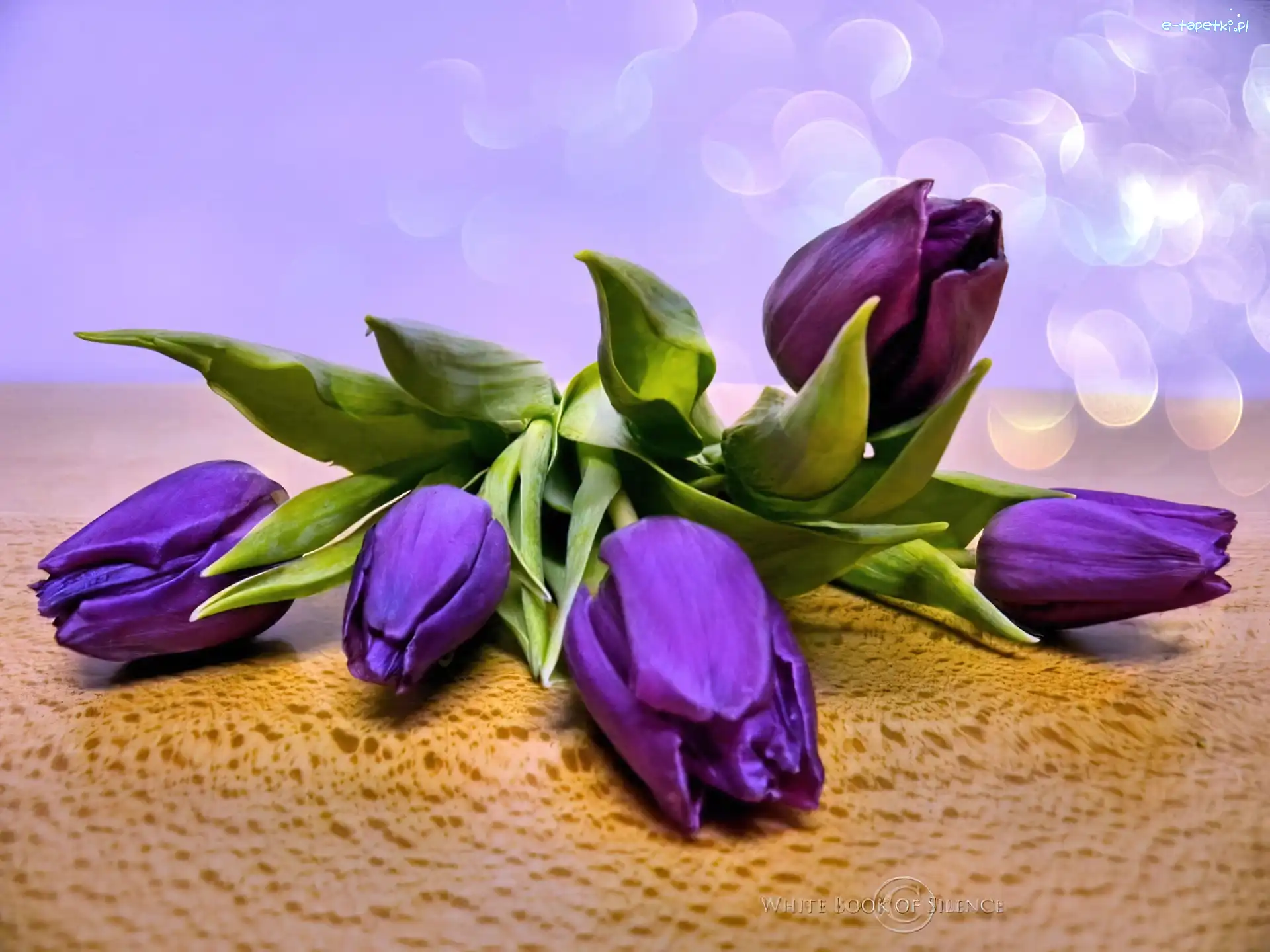 Tulipany, Fioletowe, Kwiaty