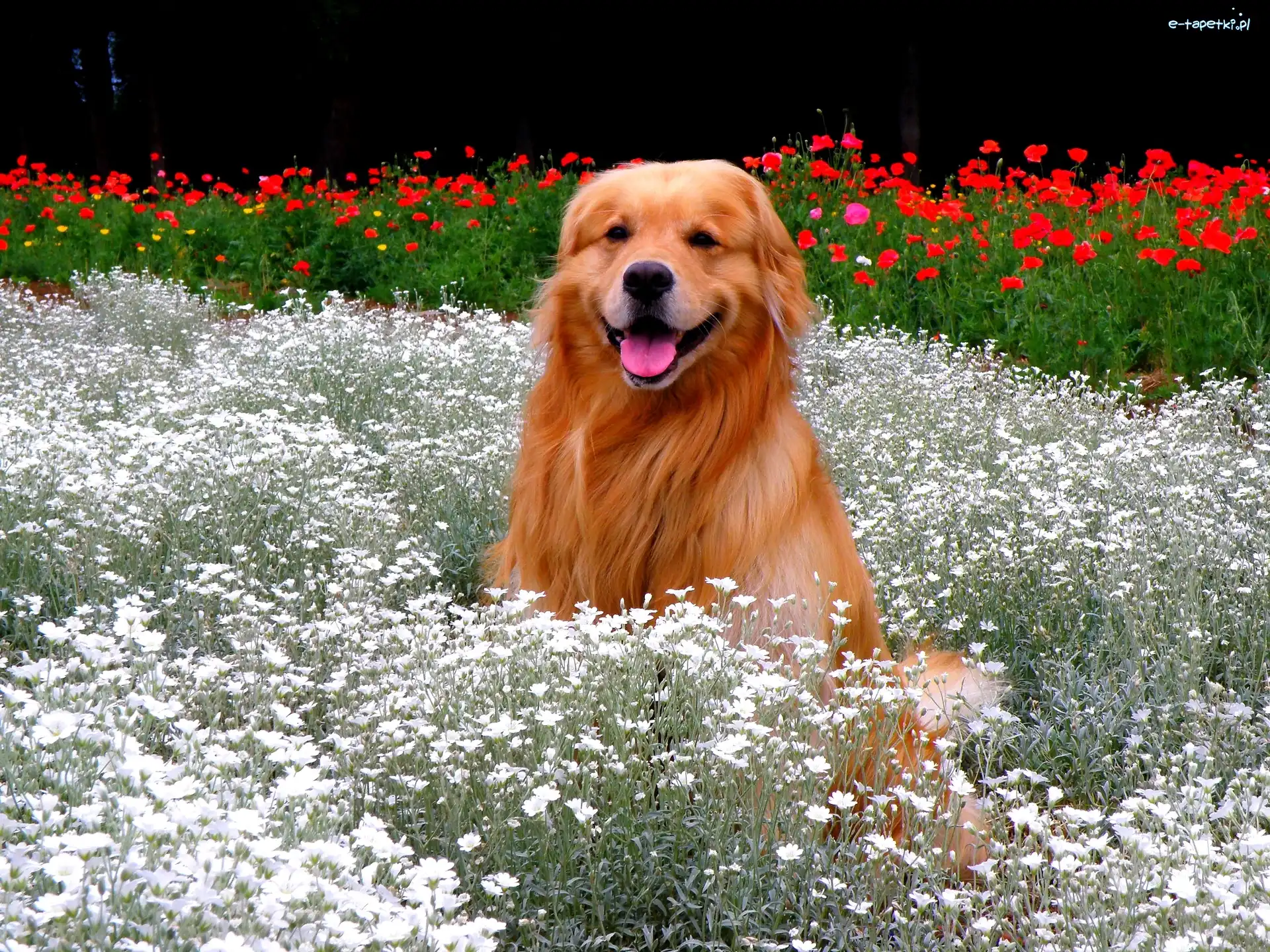 Golden, Kwiatki, Retriever, Pies