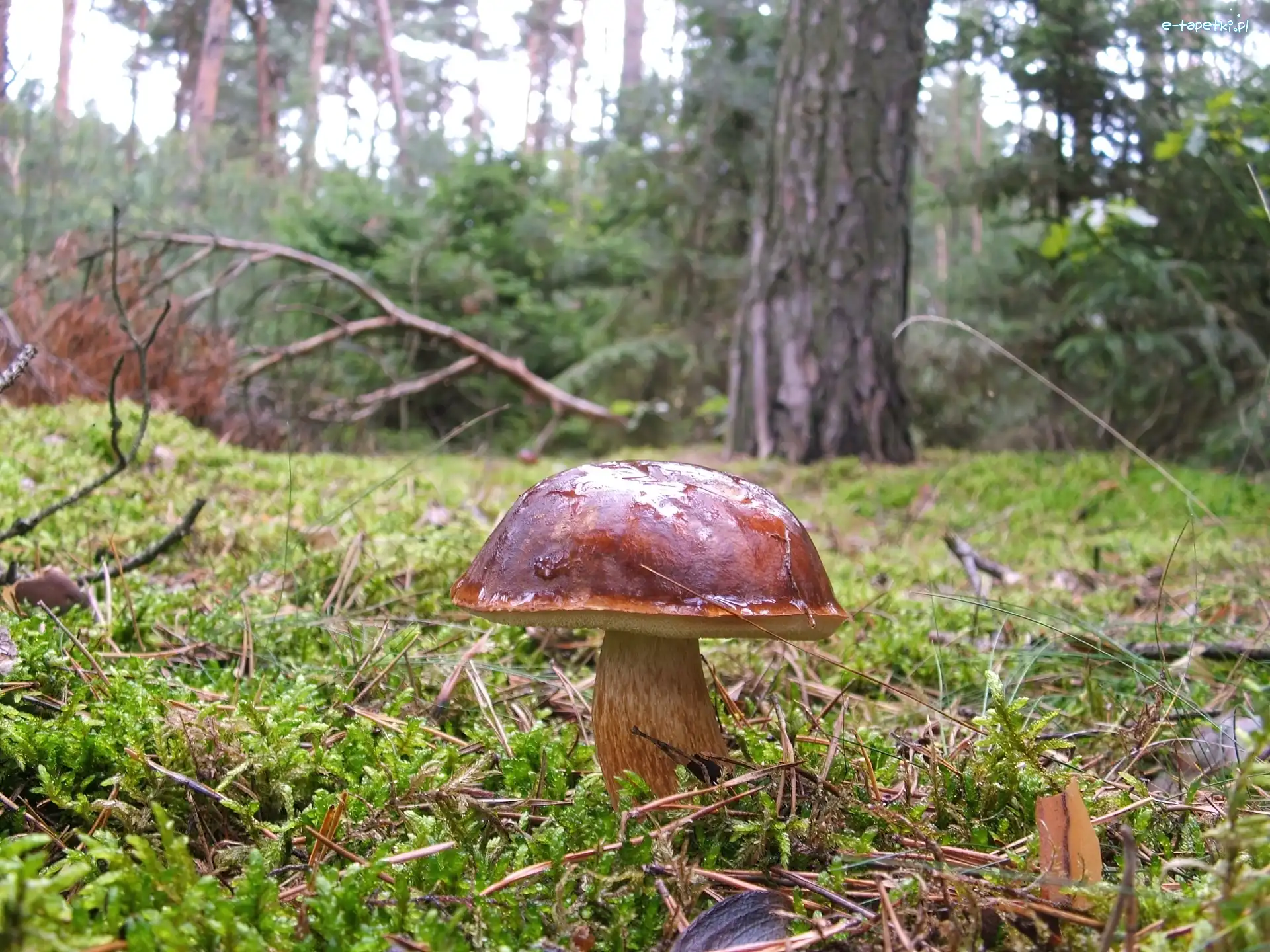 Podgrzybek, Leśne, Runo, Dorodny