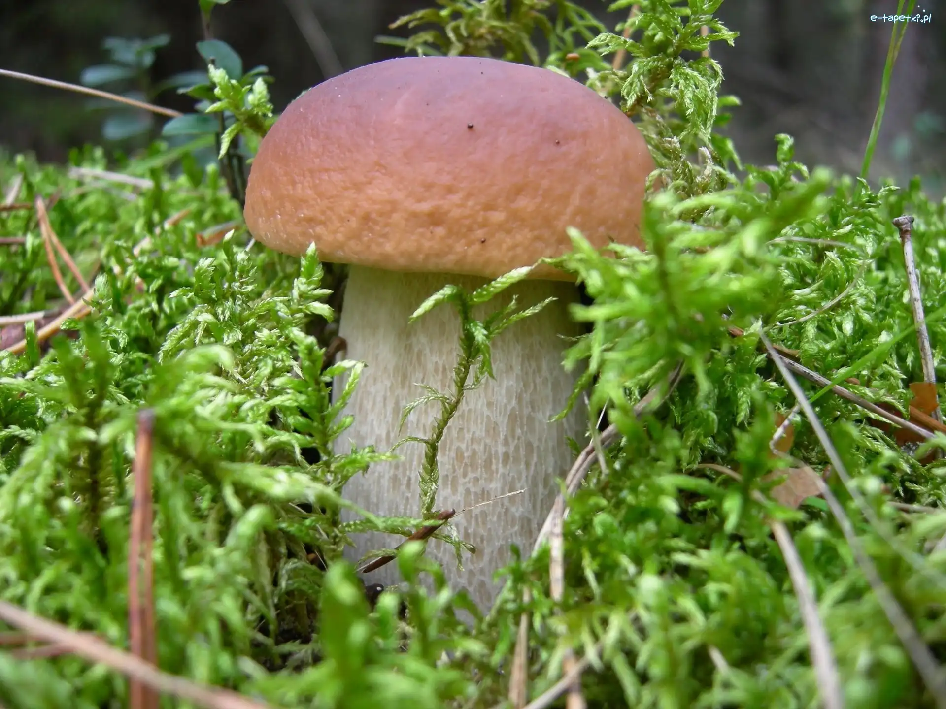Mchy, Leśne, Runo, Prawdziwek