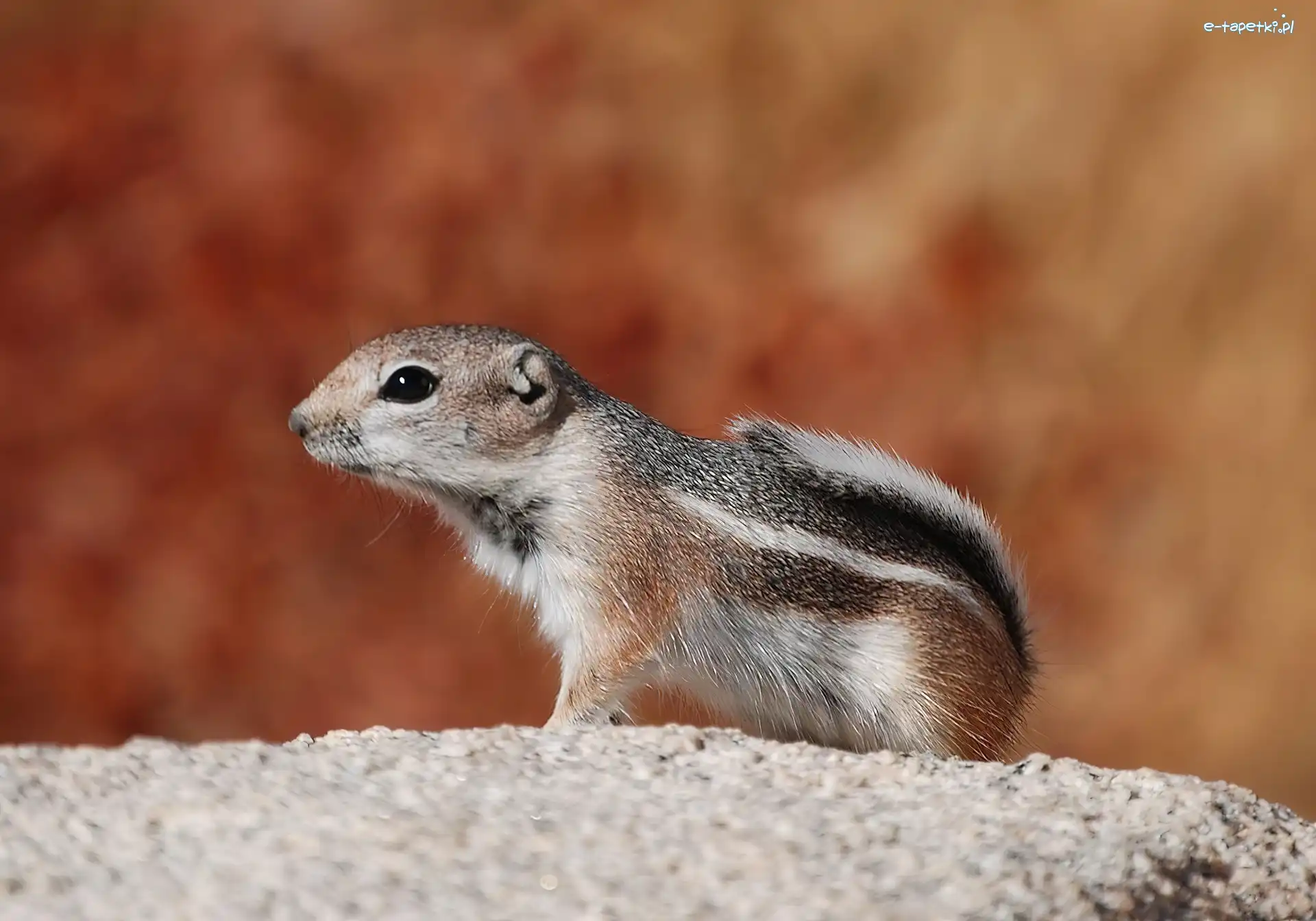 Ziemna, Wiewiórka, Chipmunk
