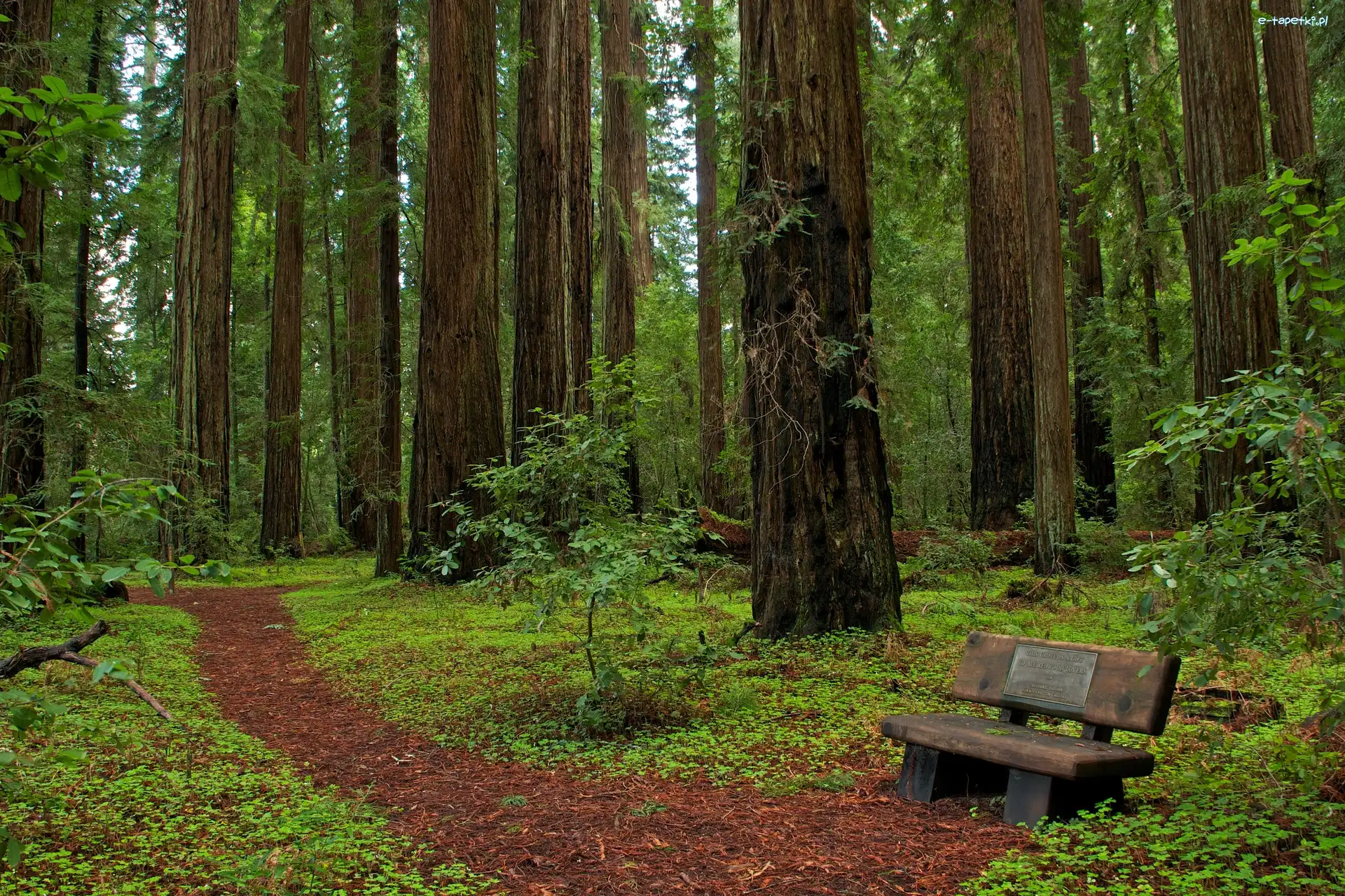 Kalifornia, Ławeczka, Park