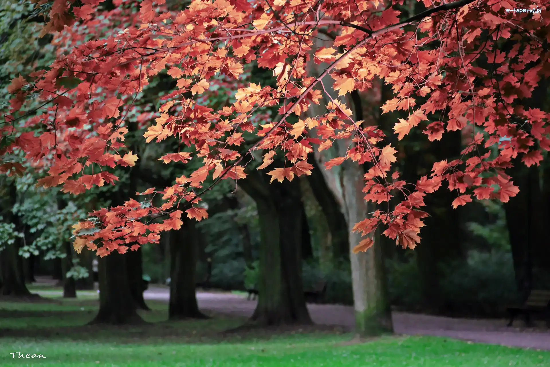 Liście, Park, Drzewa, Czerwone