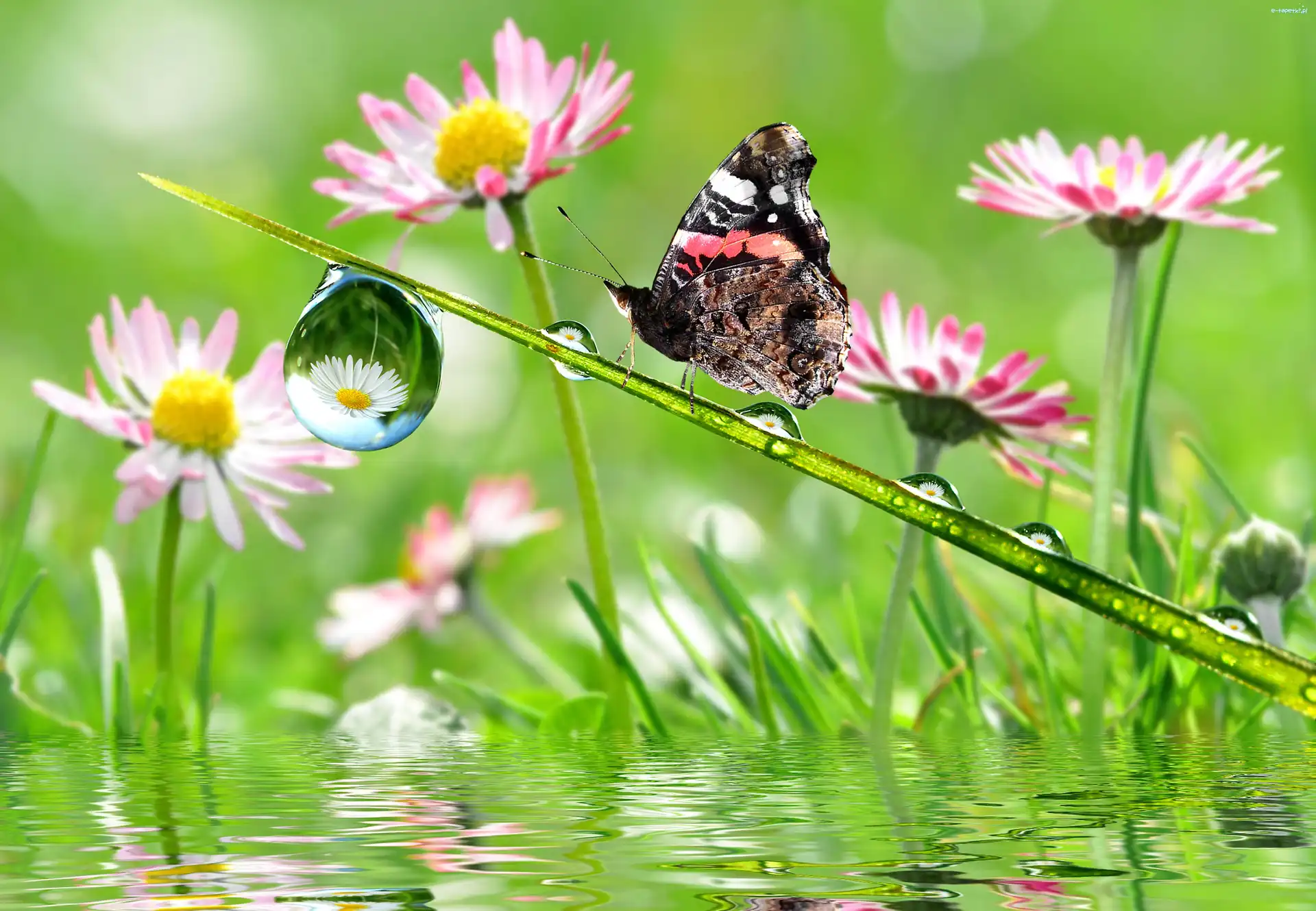 Makro, Rosy, Krople, Motyl, Kwiatki