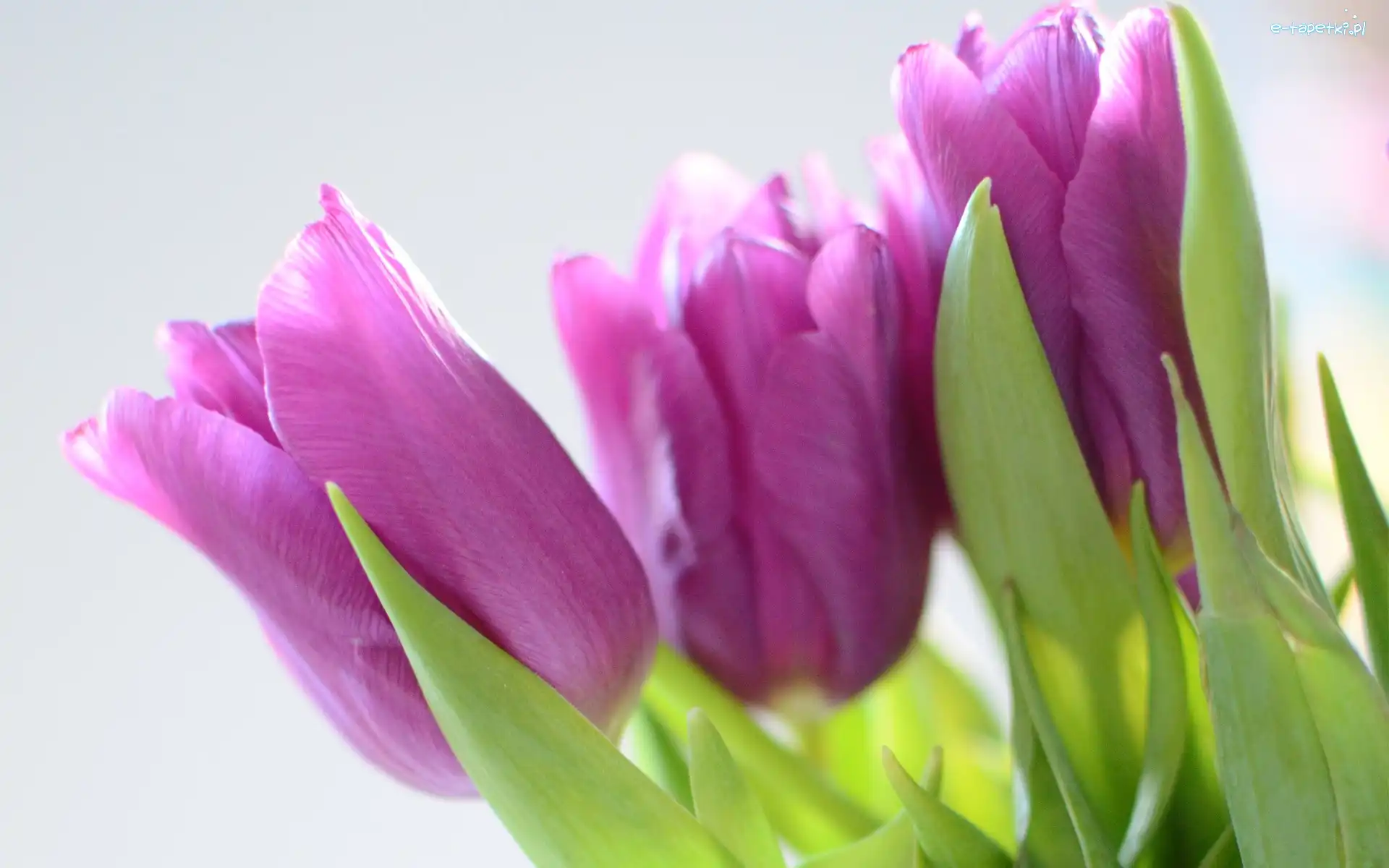 Tulipany, Fioletowe, Kwiaty
