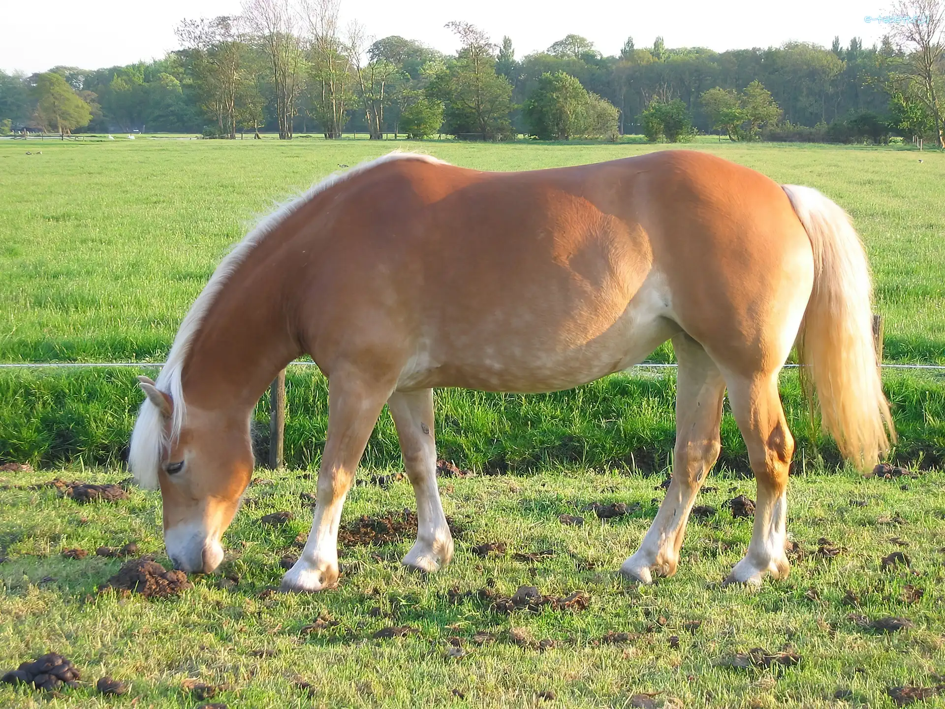 Łąka, Konik