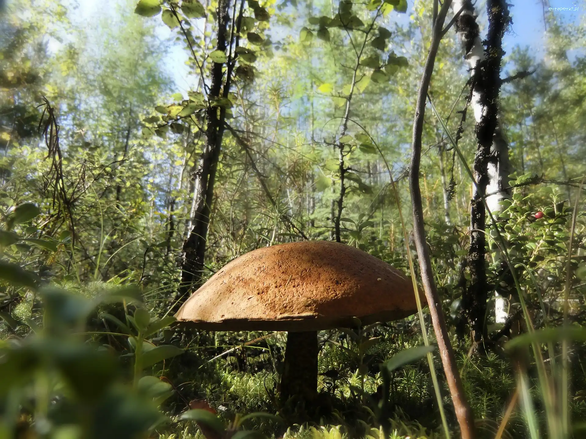 Koźlarz, Las, Czerwony, Wielki