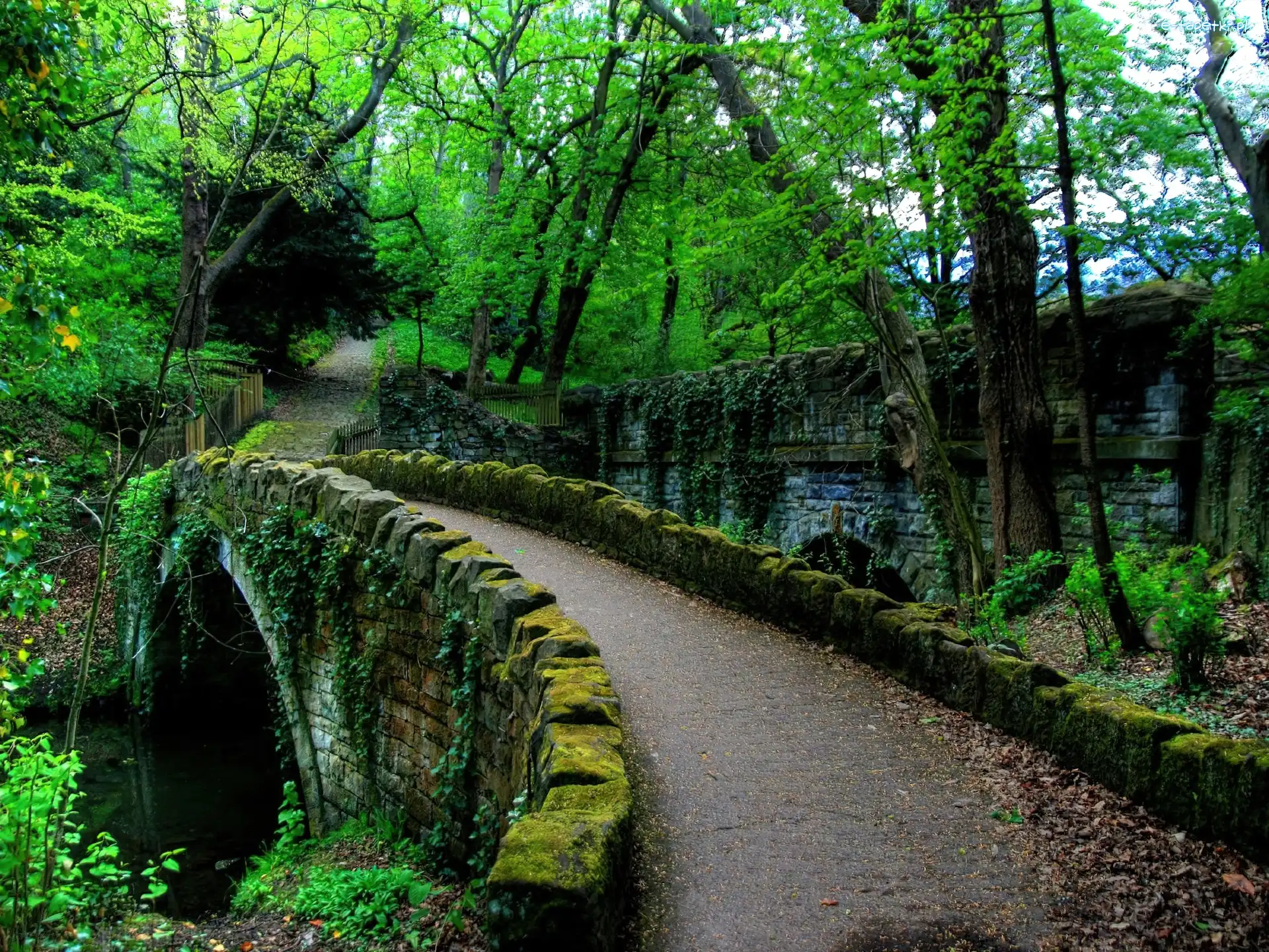 Dróżka, Mech, Drzewa, Park