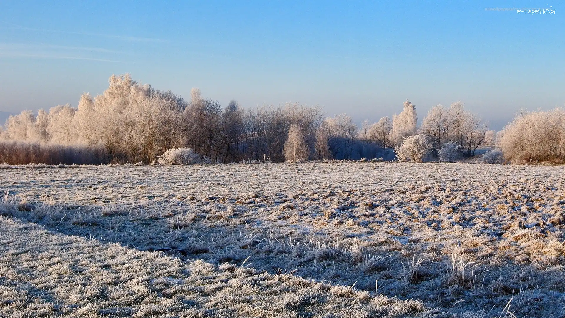 Zima, Drzewa, Pola