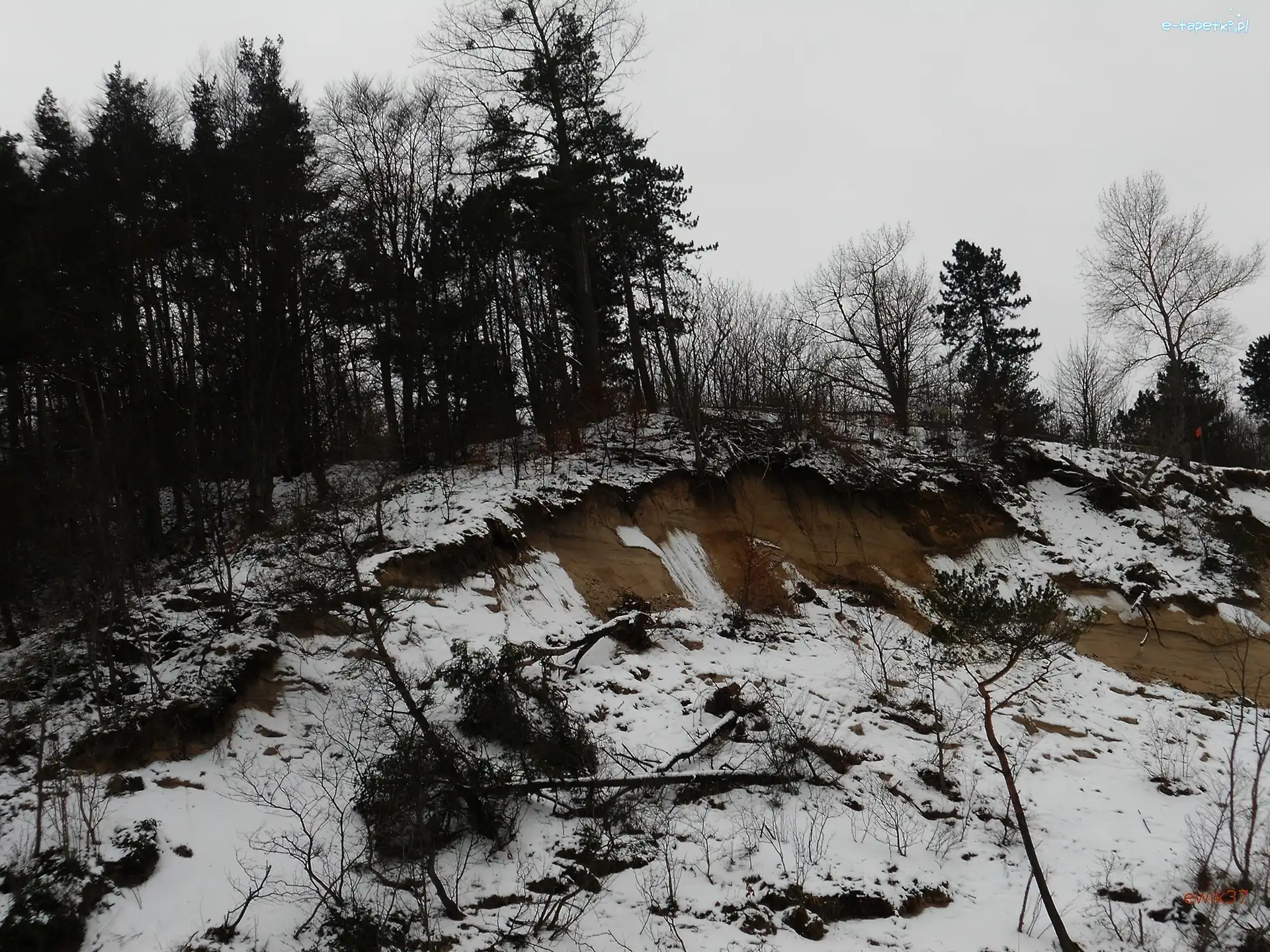 Drzewa, Połamane, Skarpa