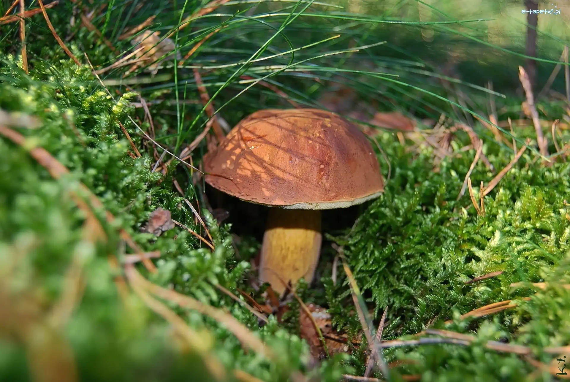 Podgrzybek, Piękny