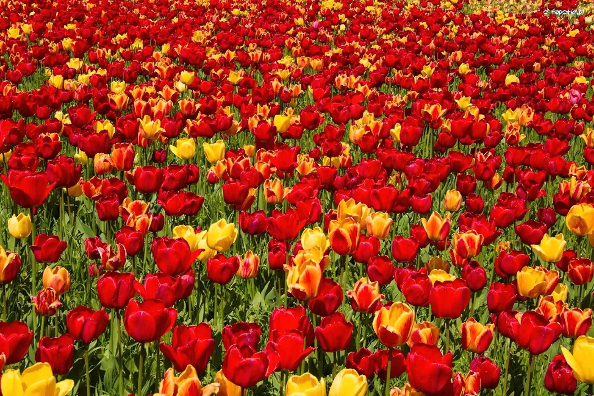 Tulipany, Kolorowe, Kwiaty