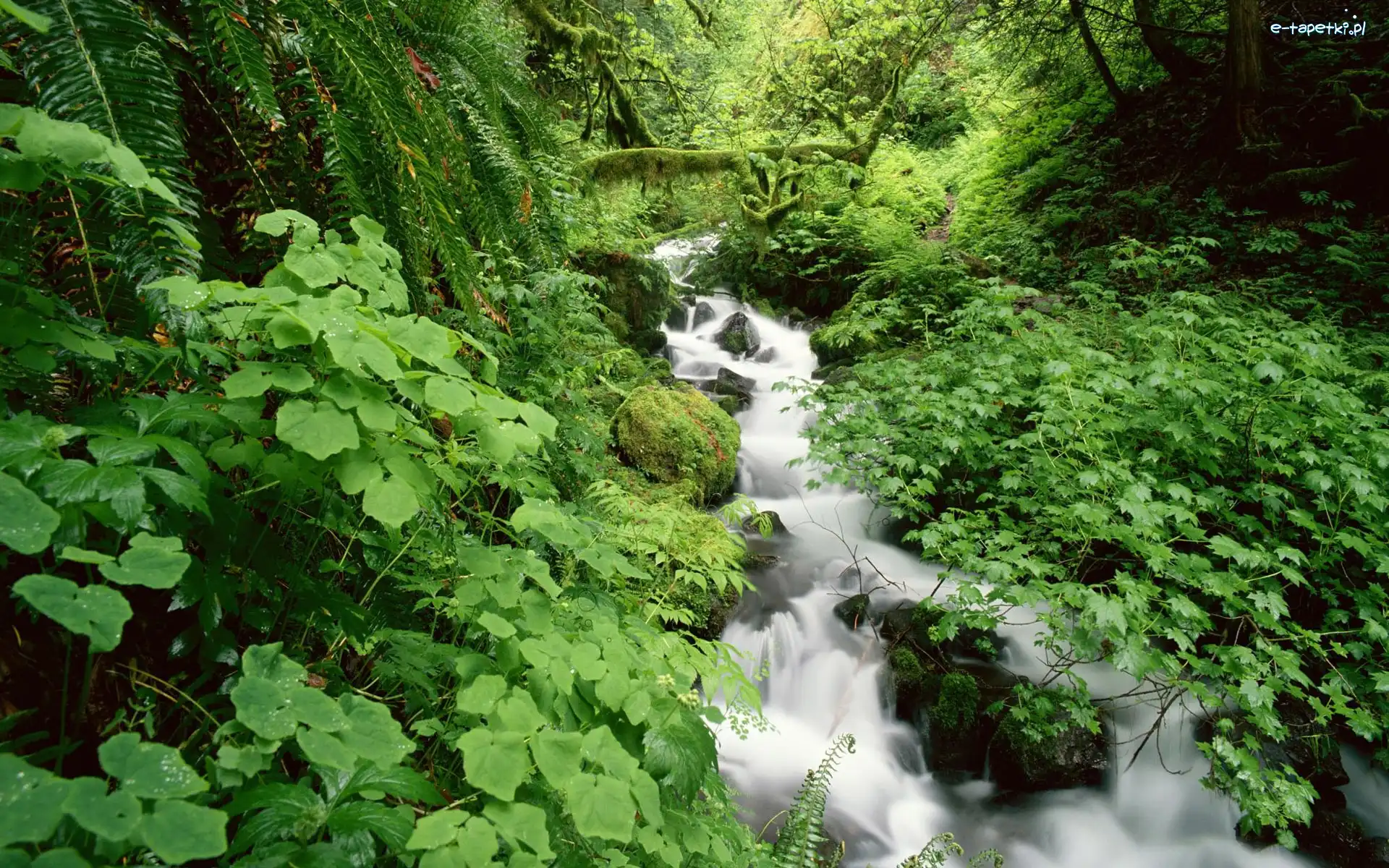 Rzeka, Roślinność, Strumyk, Las