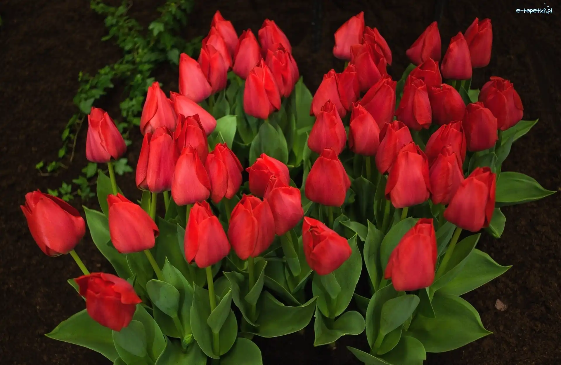 Tulipany, Czerwone