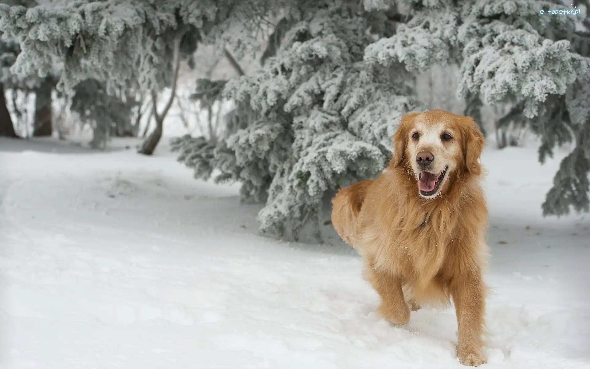 Pies, Golden Retriever, Zima, Rudy