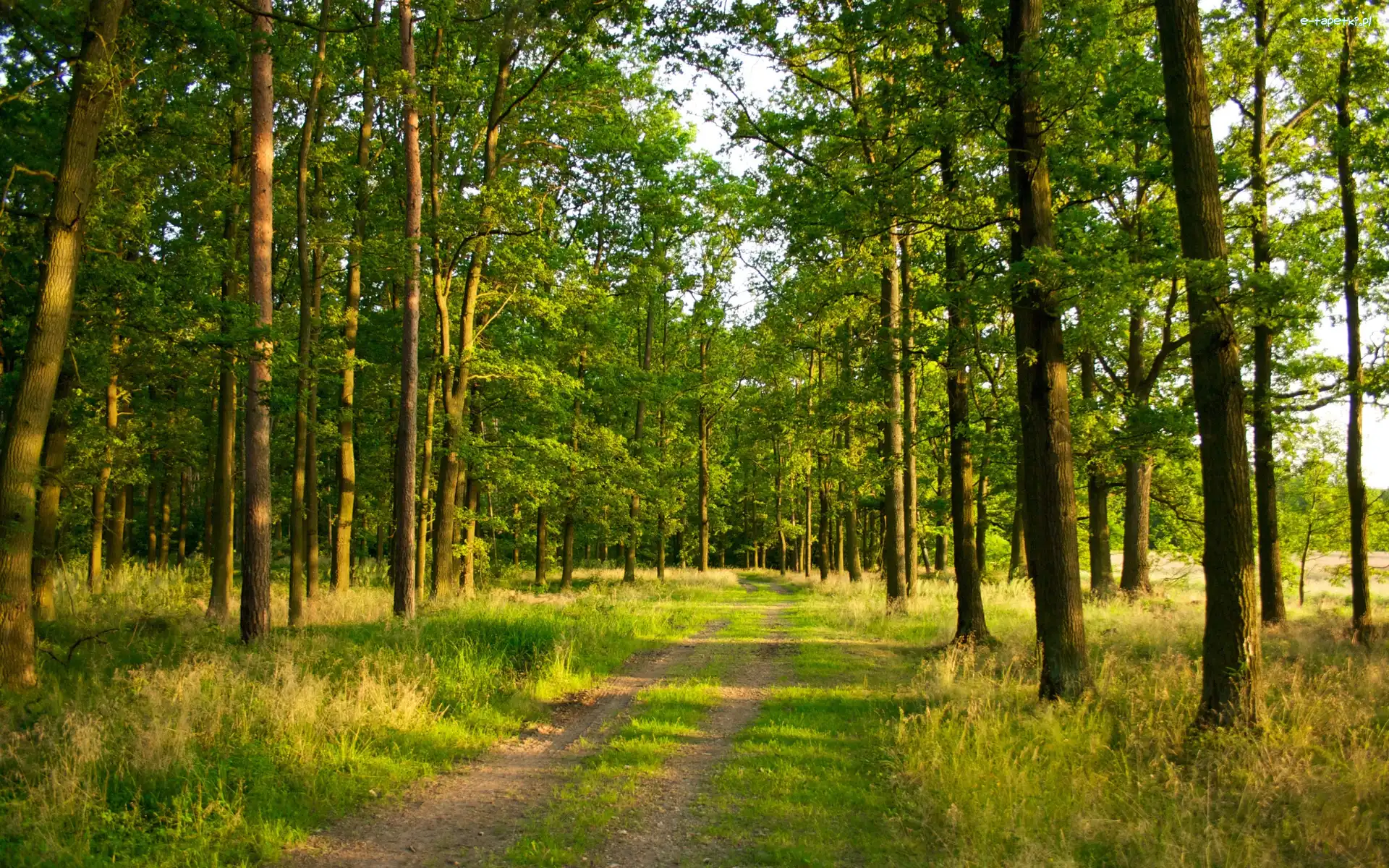 Drzewa, Ścieżka, Trawa, Las