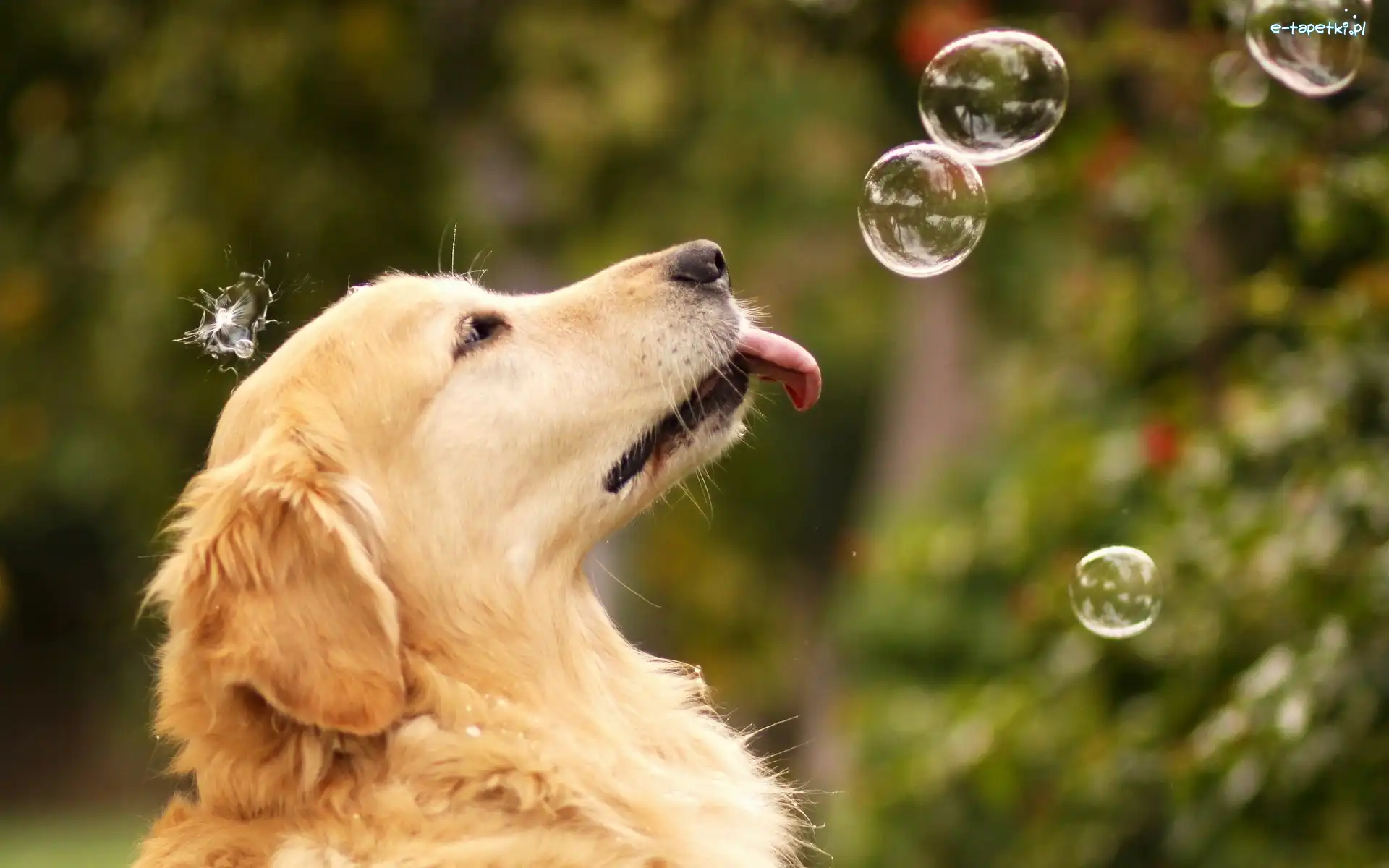 Bańki, Golden Retriever, Mydlane, Pies