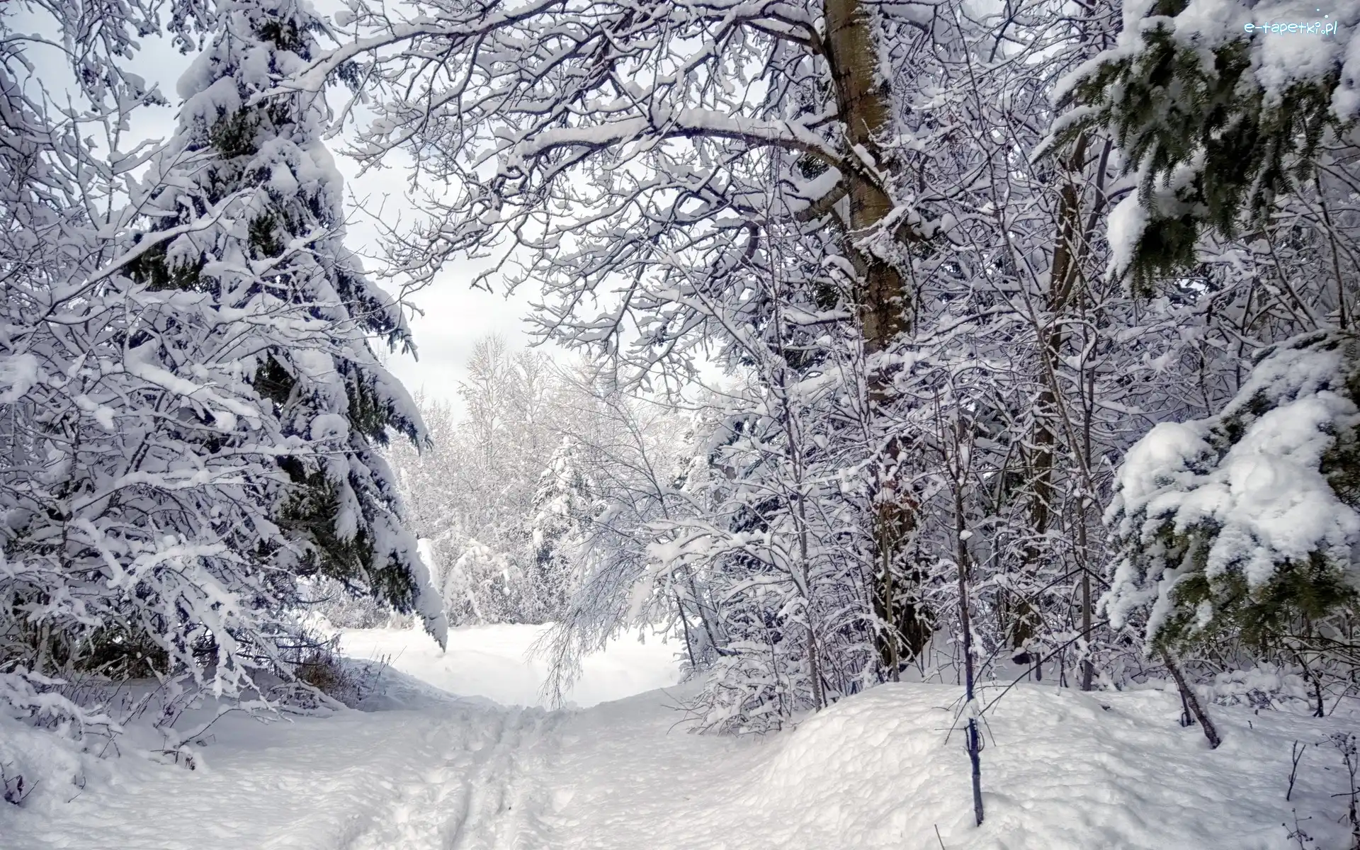 Śnieg, Zima, Ślady, Las