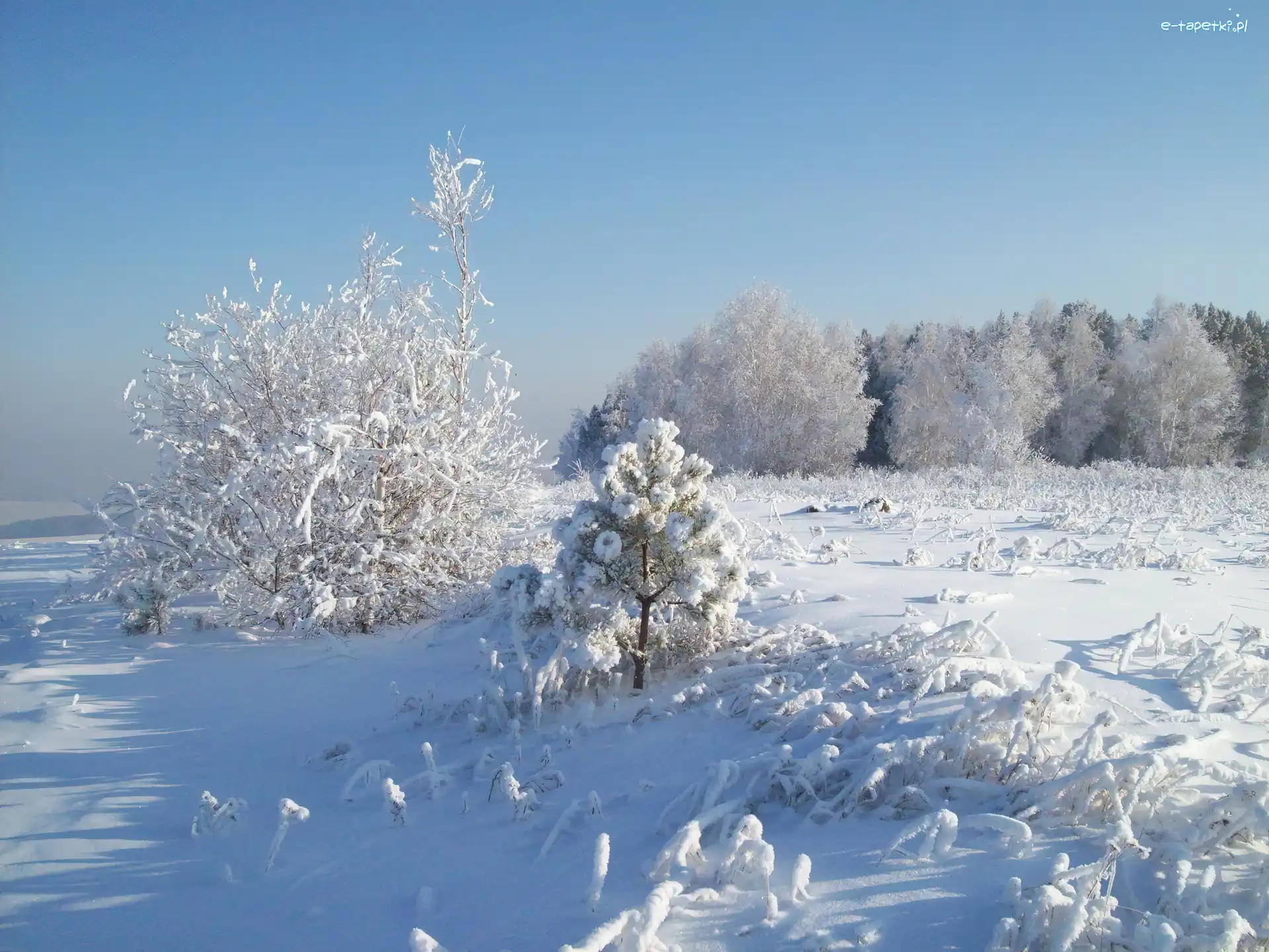 Śnieg, Krzewy, Drzewa