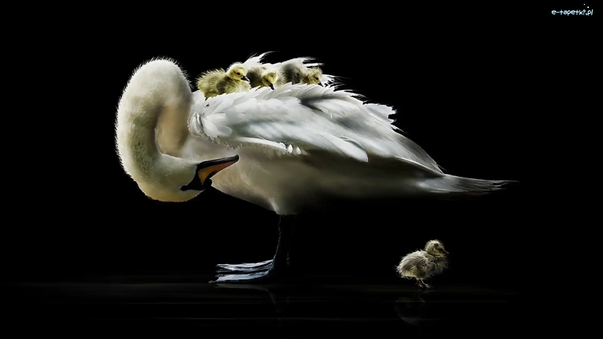 Młode, Mama, Łabędzia